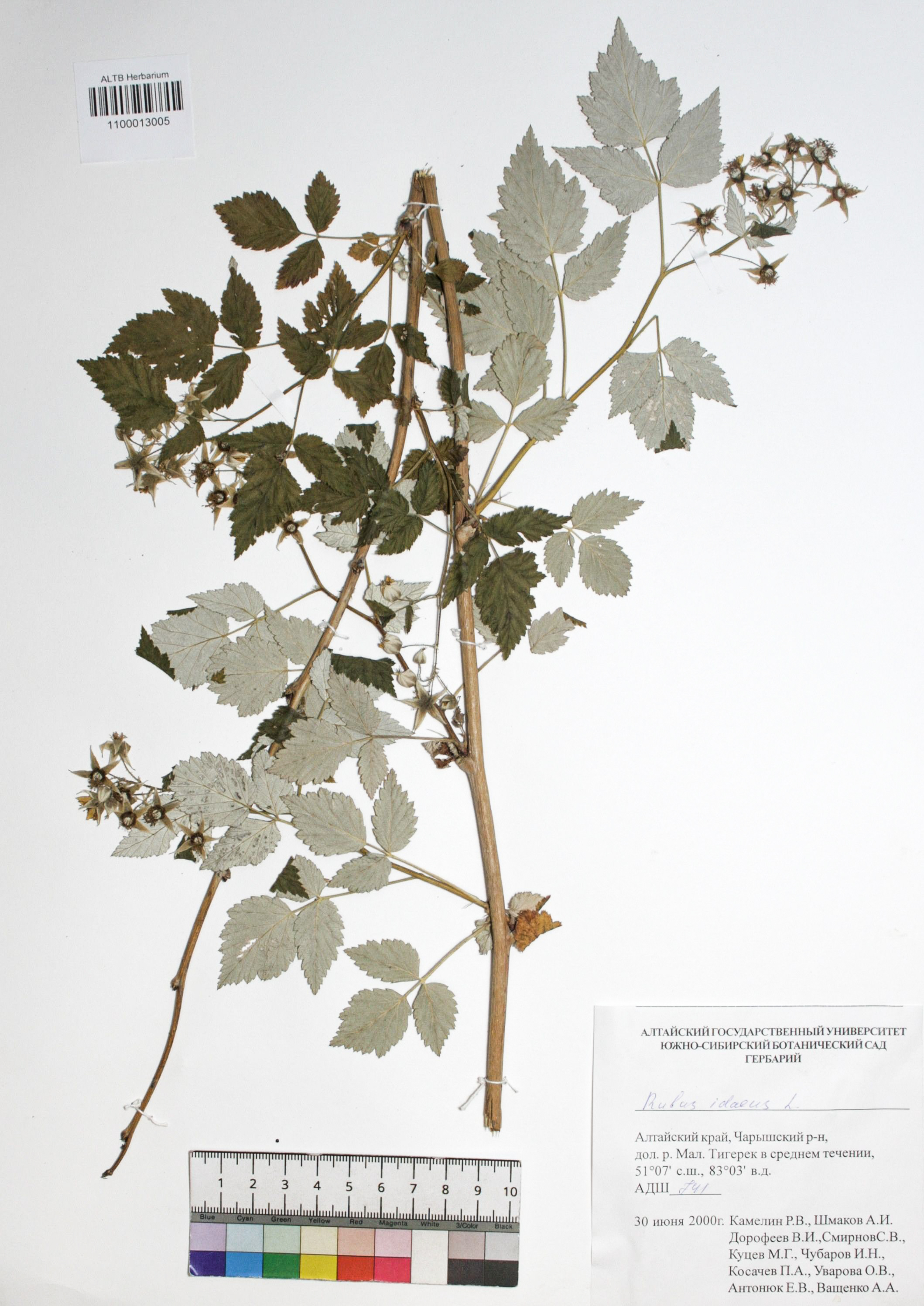 Rubus idaeus L.