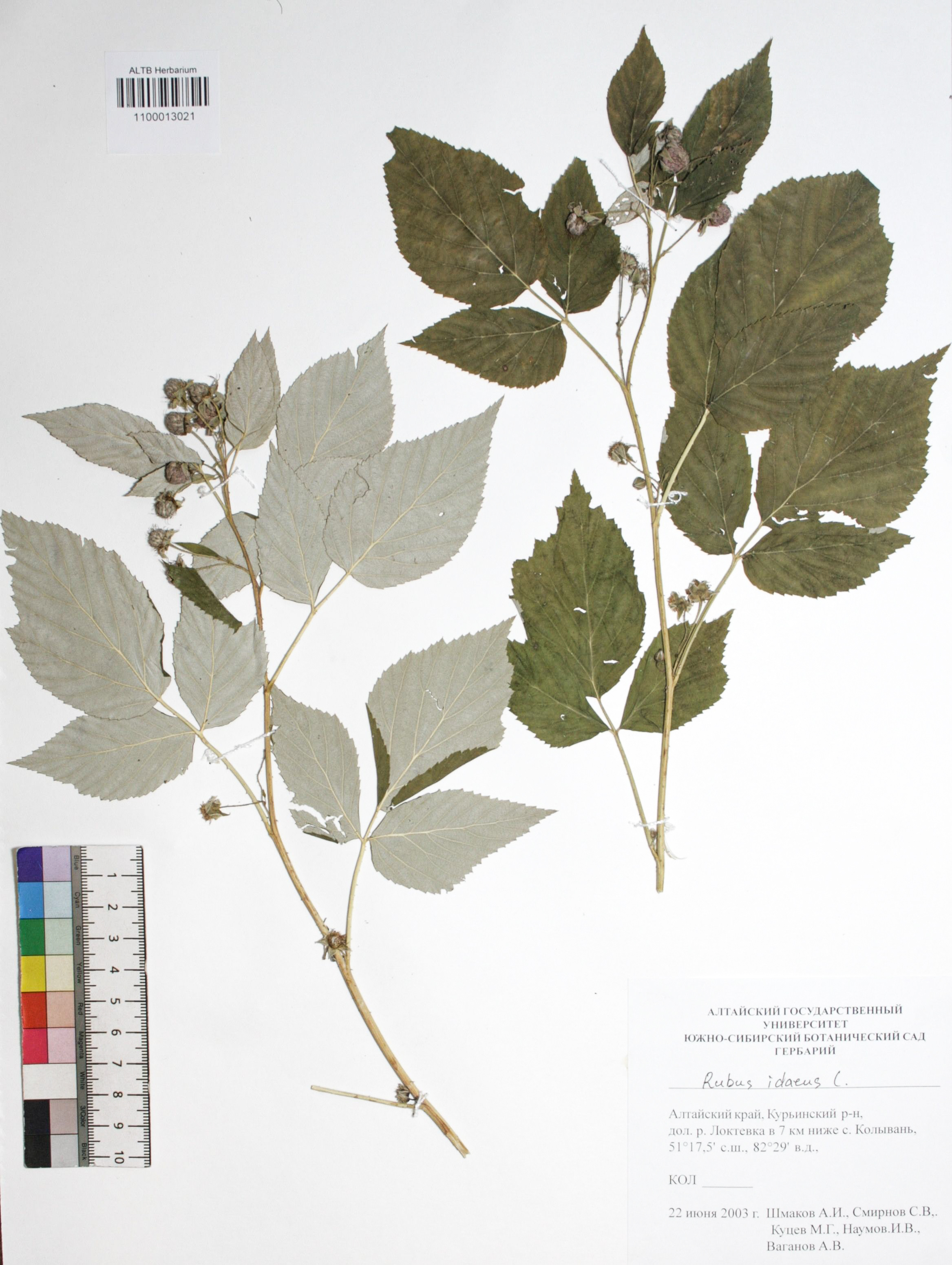 Rubus idaeus L.