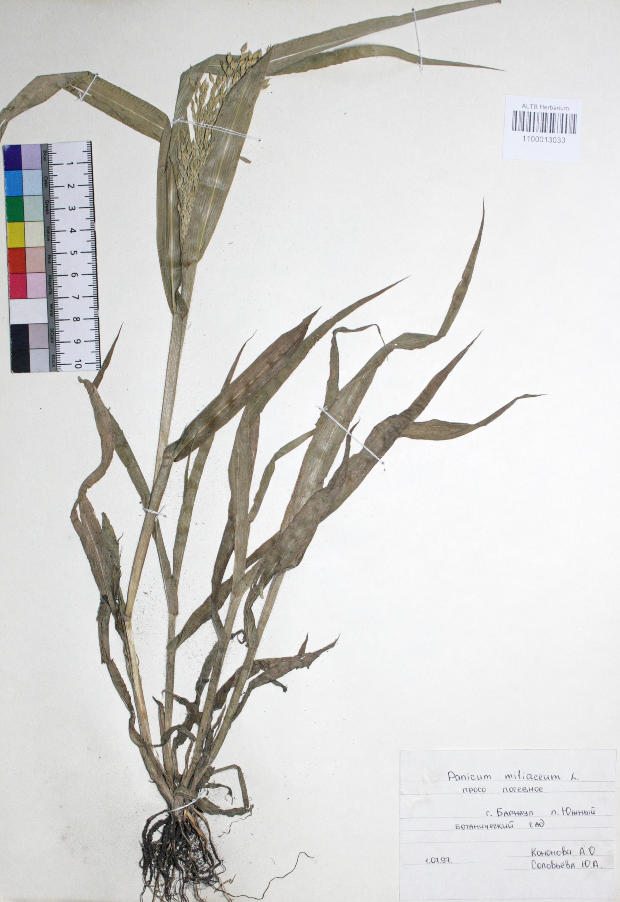 Panicum miliaceum L.