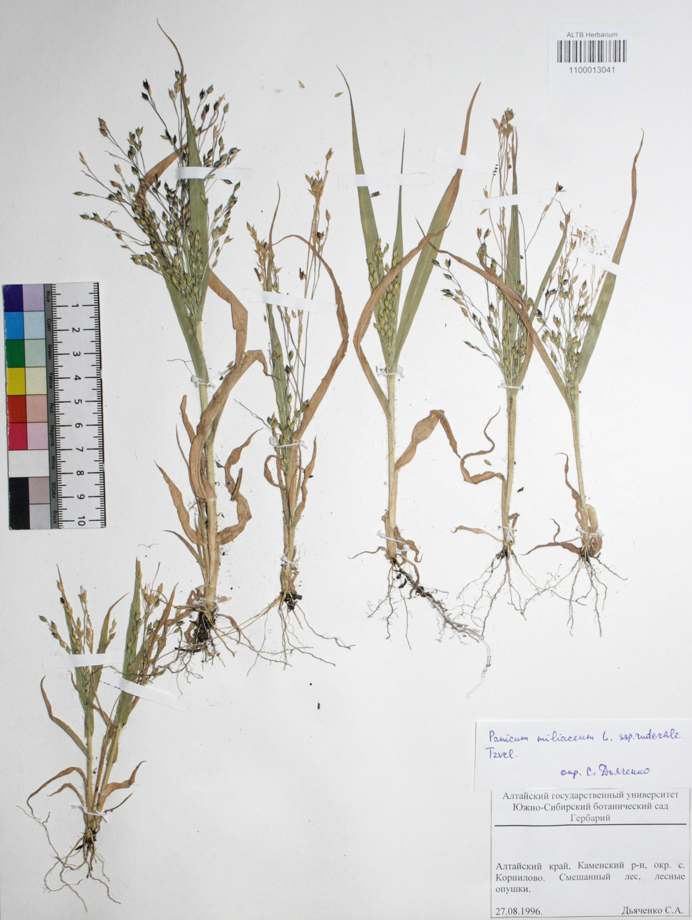 Panicum miliaceum L.