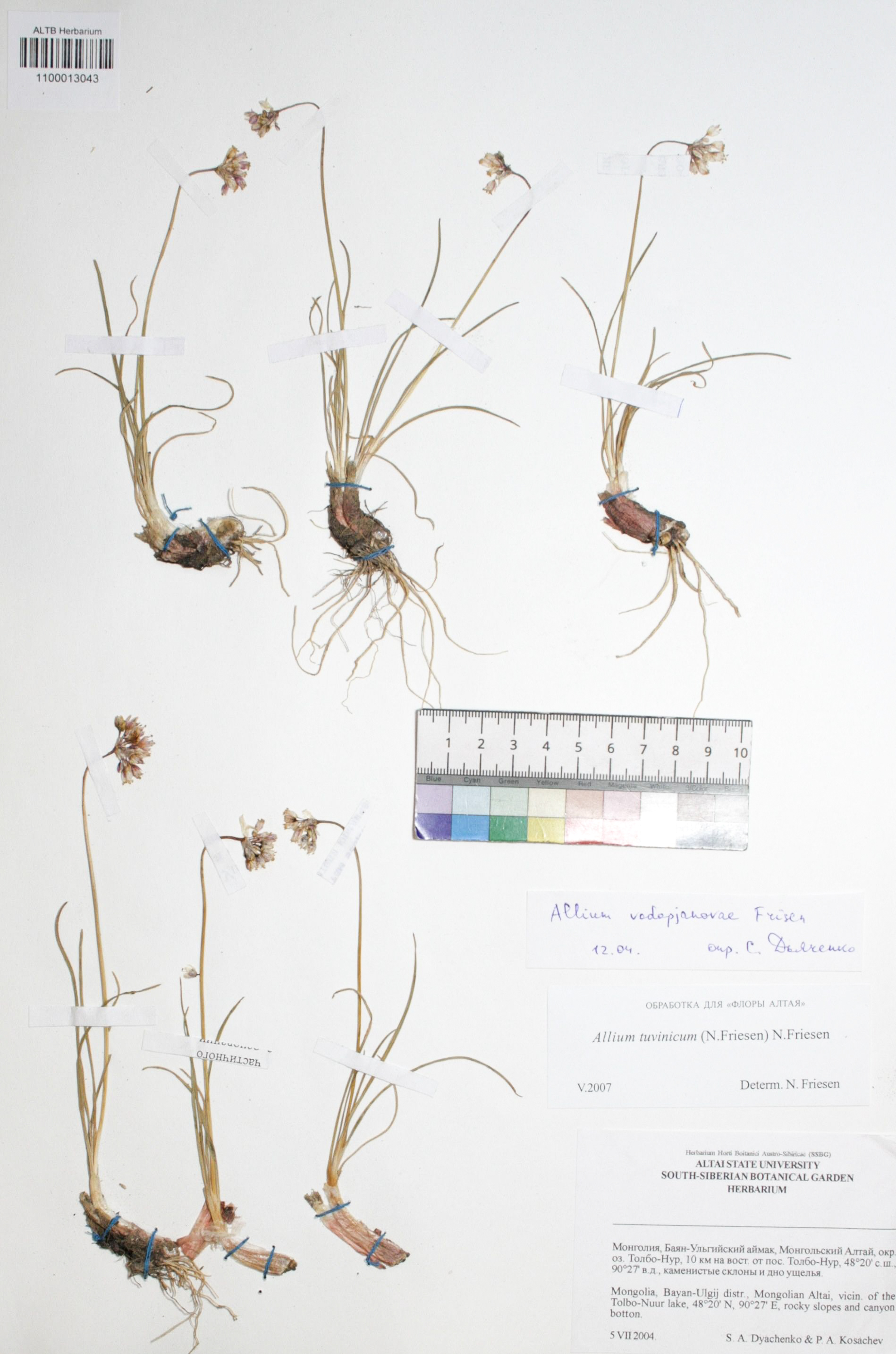 Allium tuvinicum N. Friesen