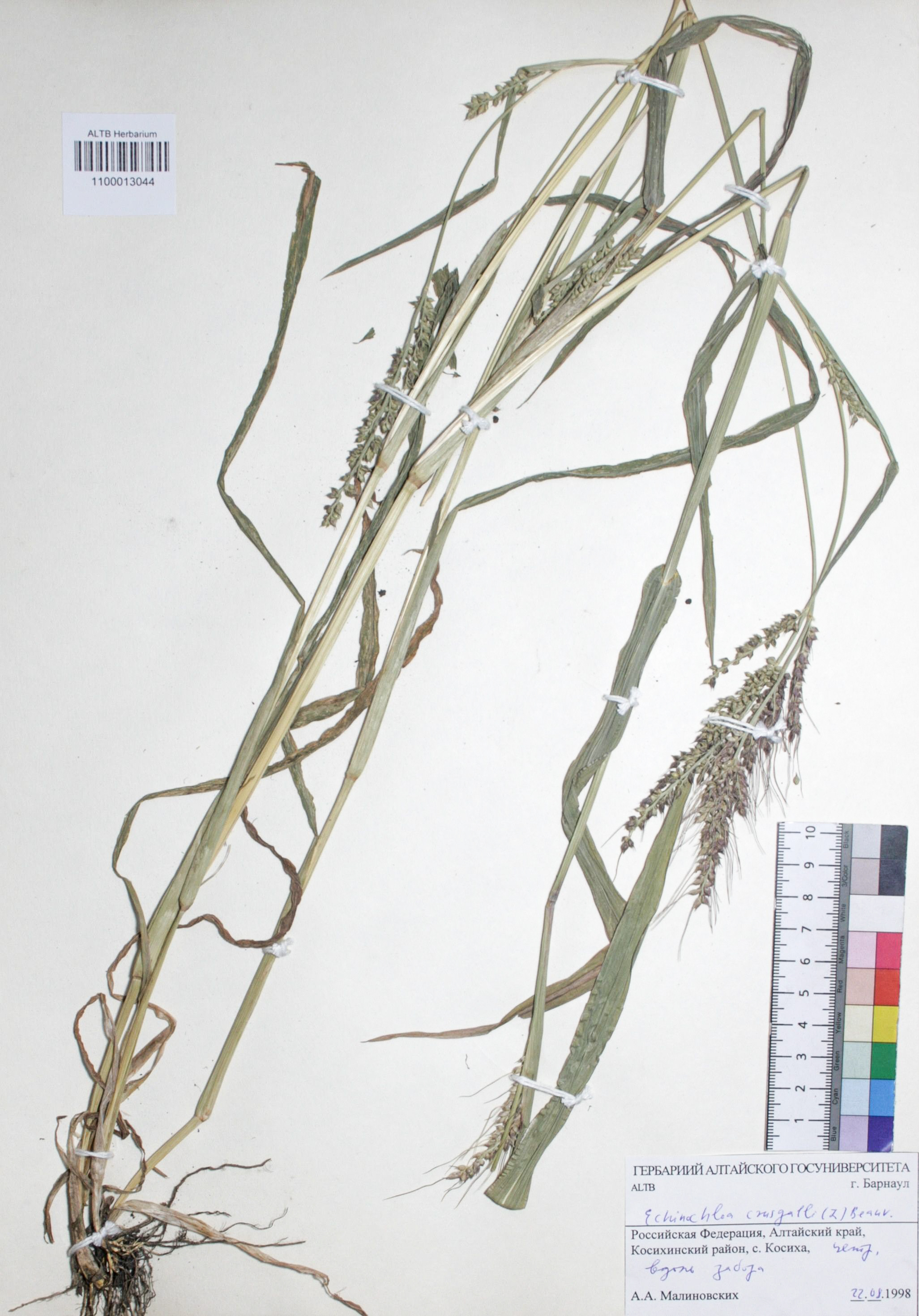 Echinochloa crus-galli (L.) P. Beauv.
