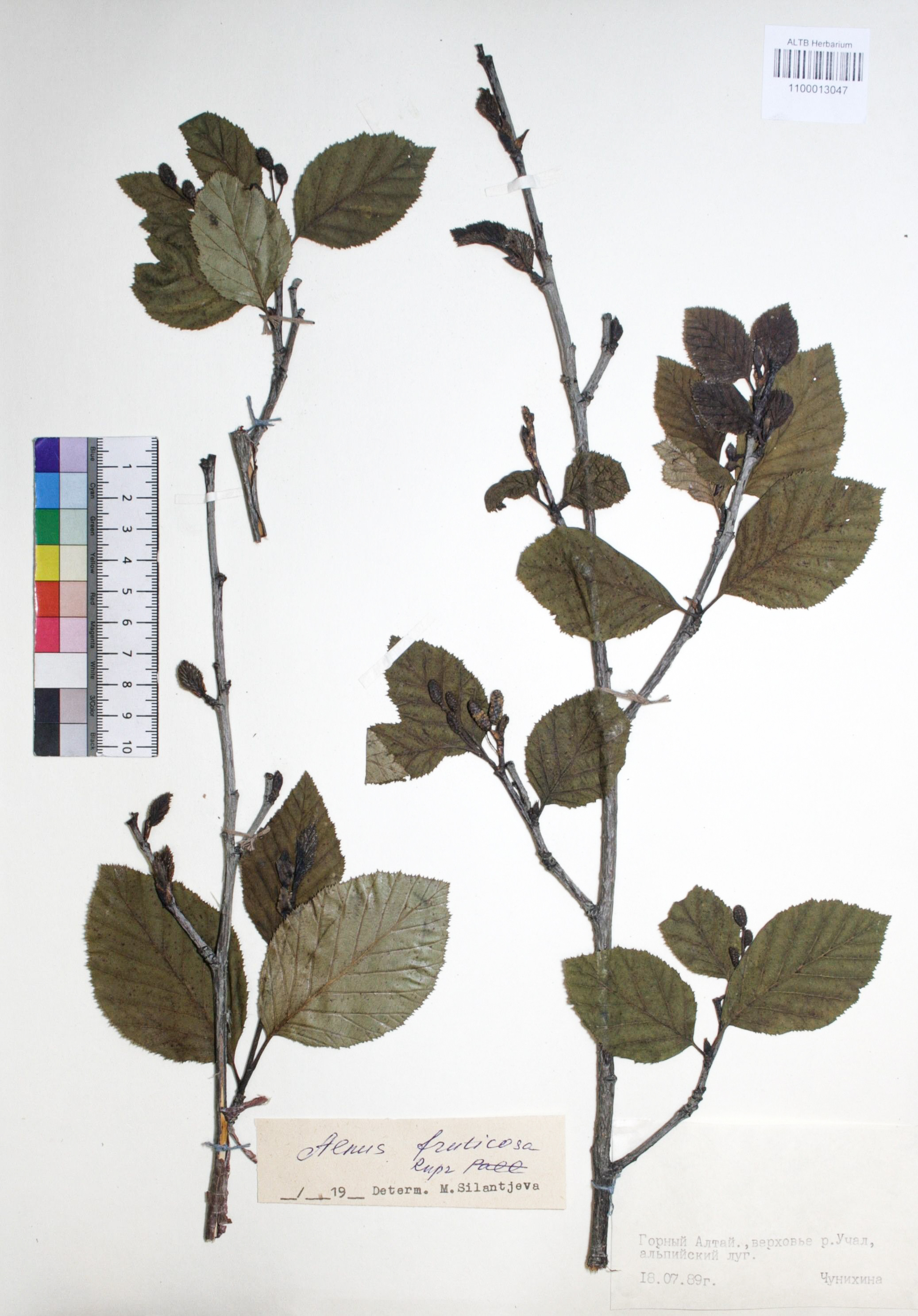Alnus fruticosa Rupr.