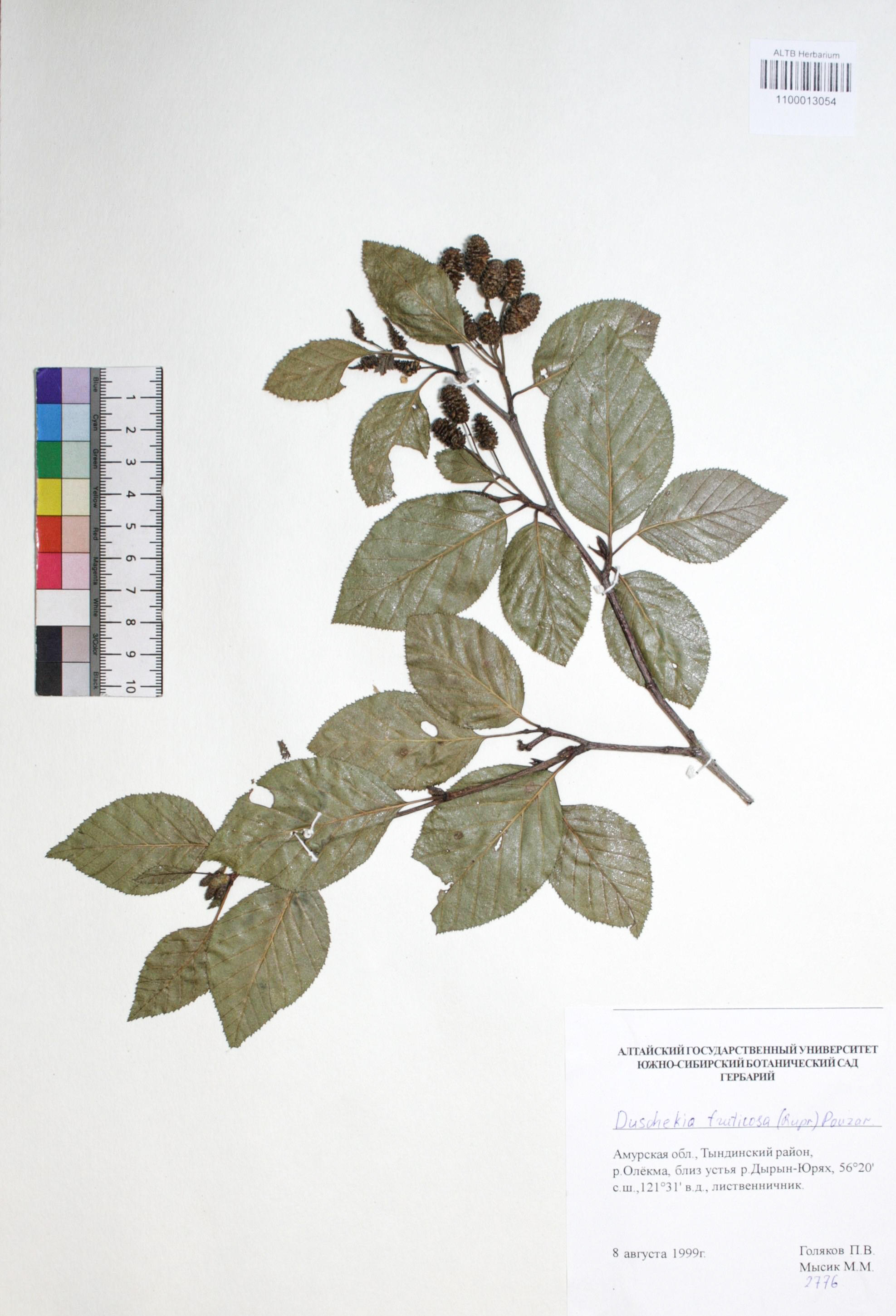 Duschekia fruticosa (Rupr.) Pouzar