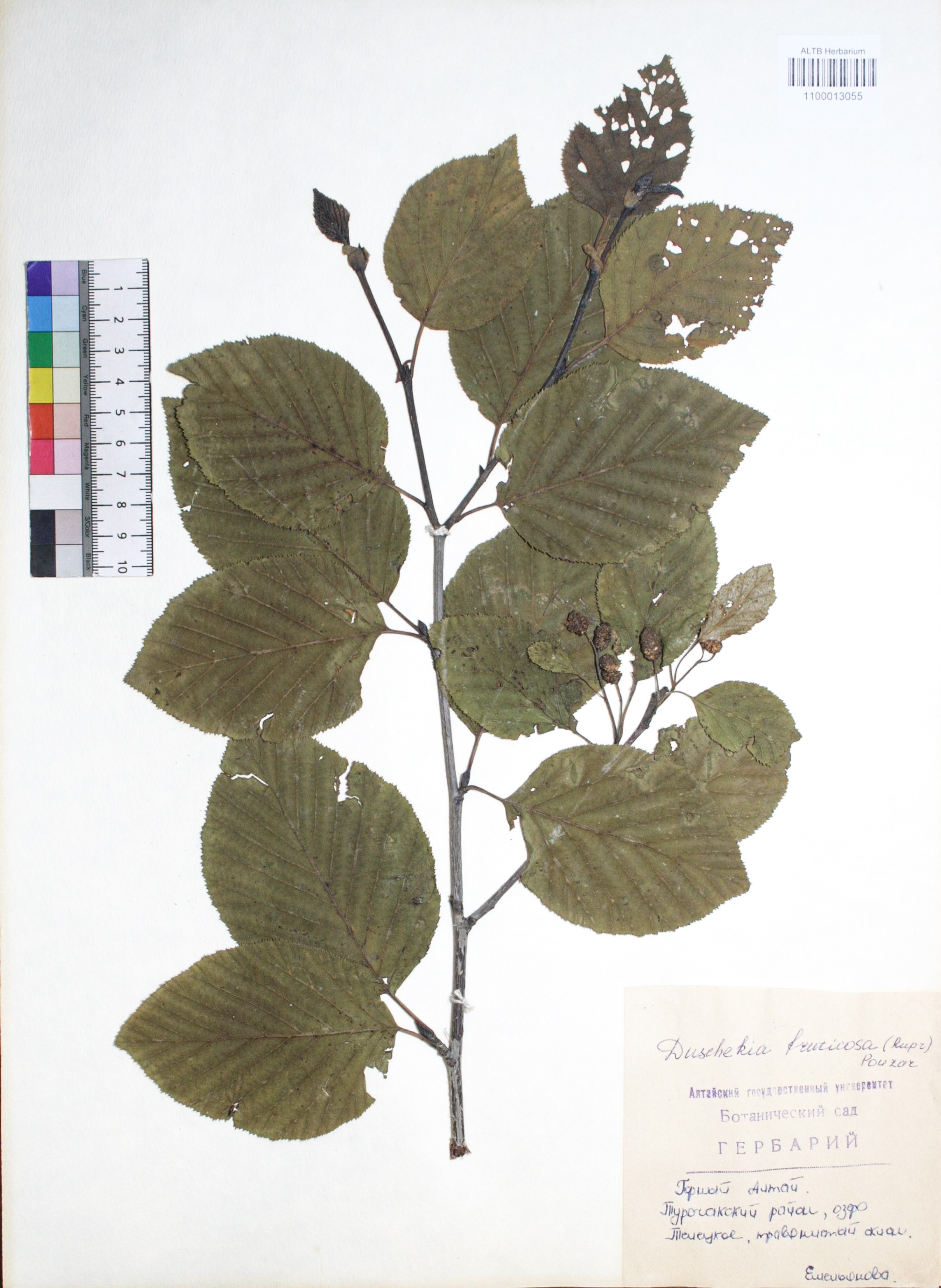 Duschekia fruticosa (Rupr.) Pouzar