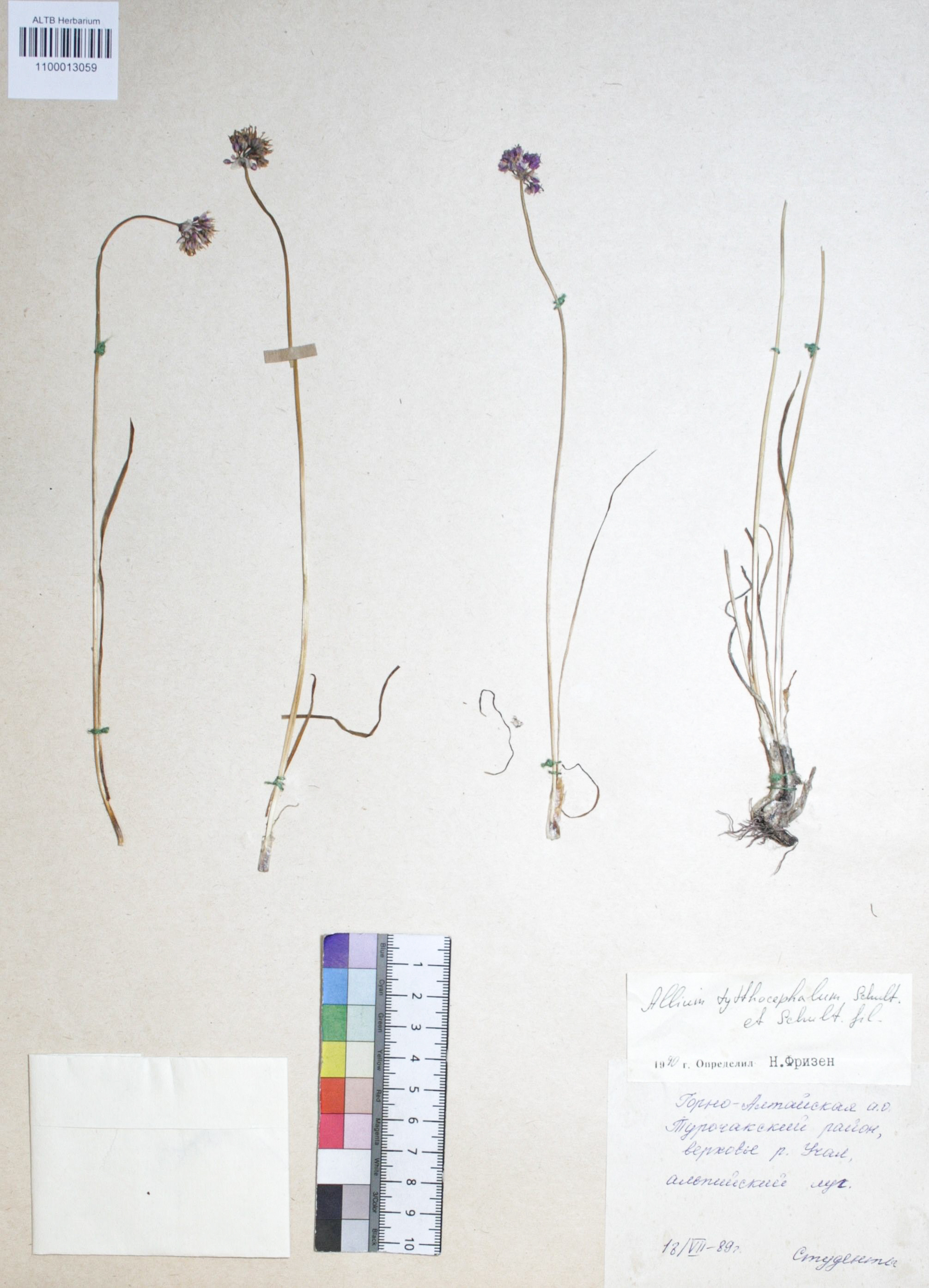 Allium tytthocephalum Schult. et. Schult. fil.