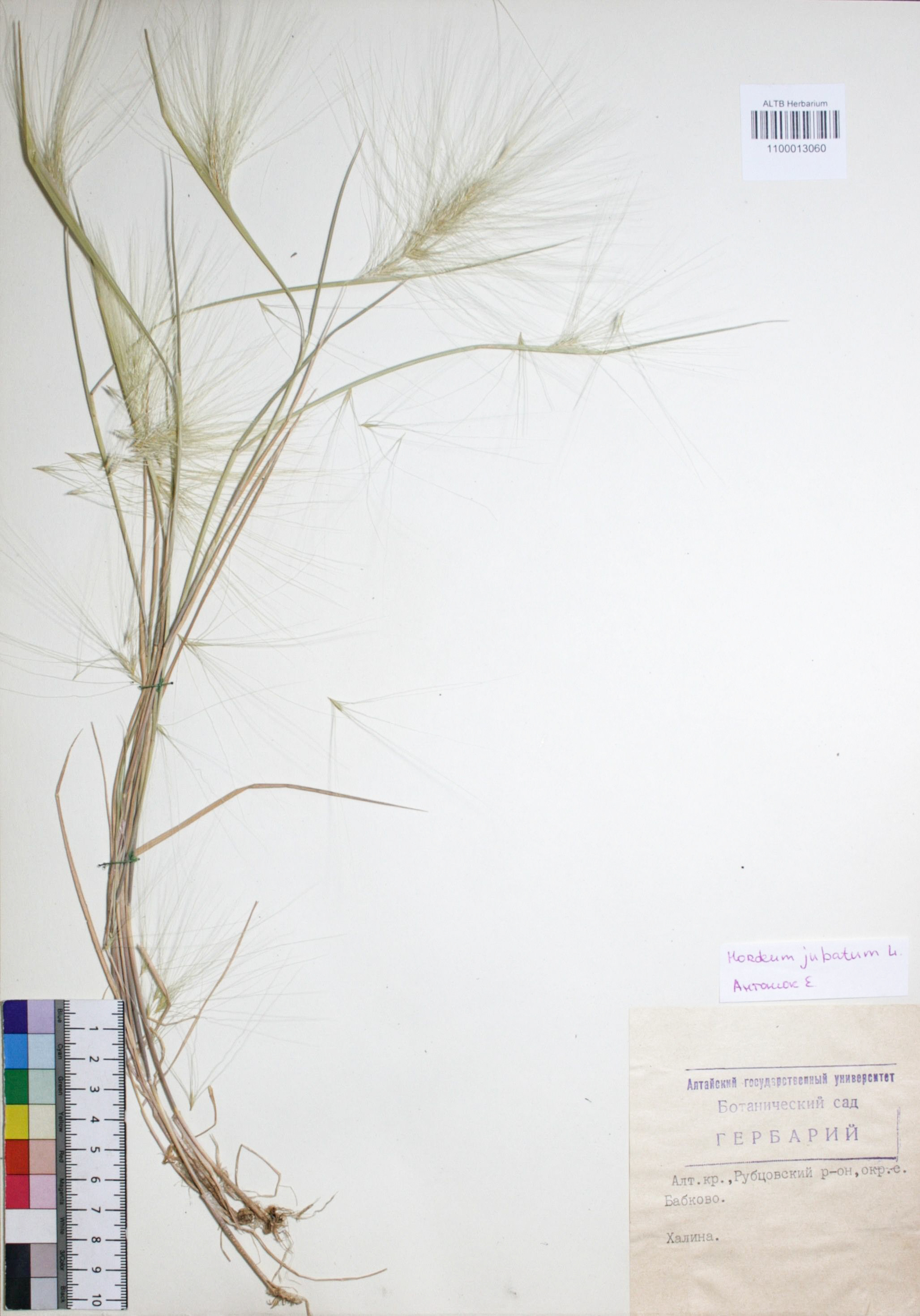 Hordeum jubatum L.