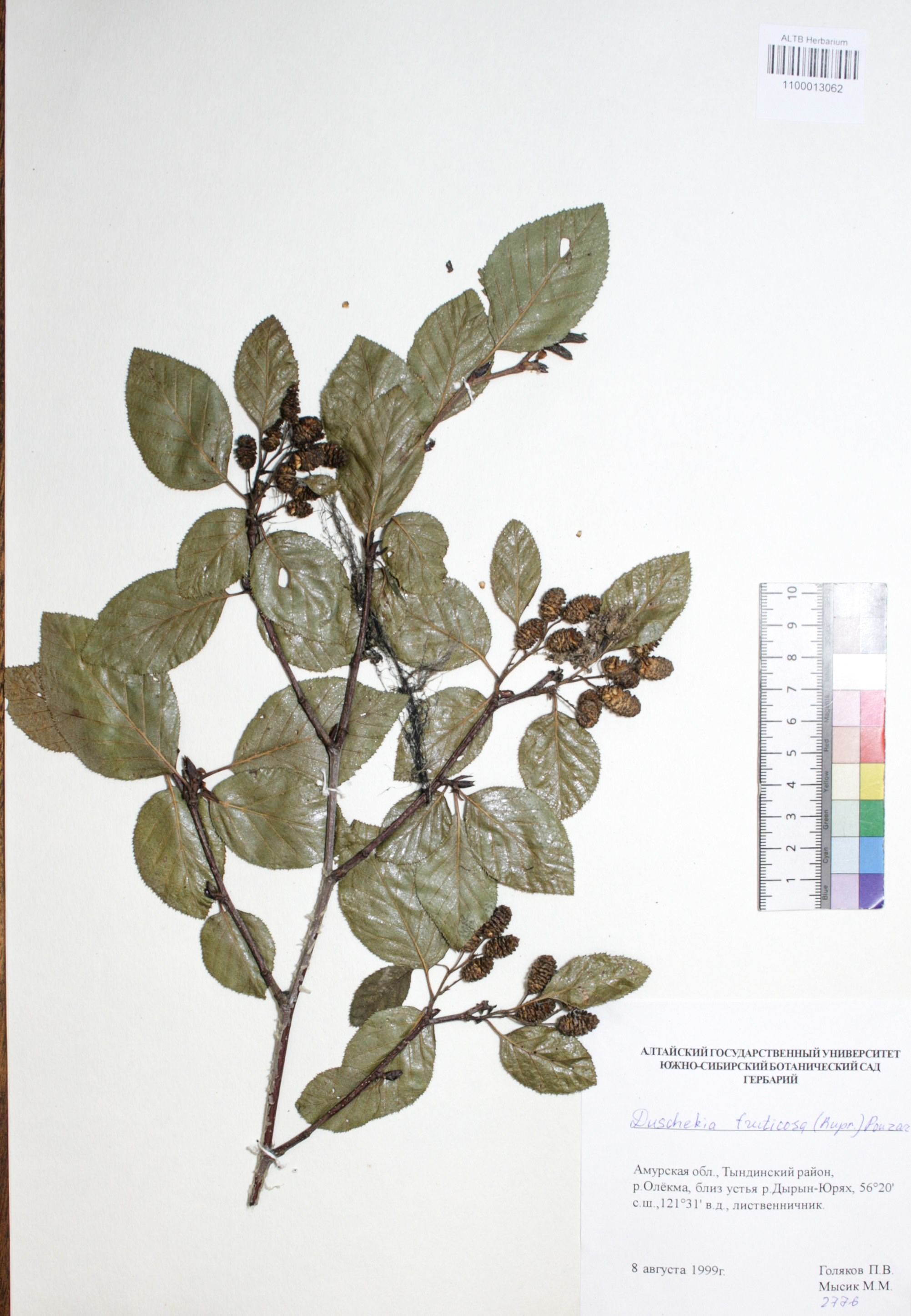 Duschekia fruticosa (Rupr.) Pouzar