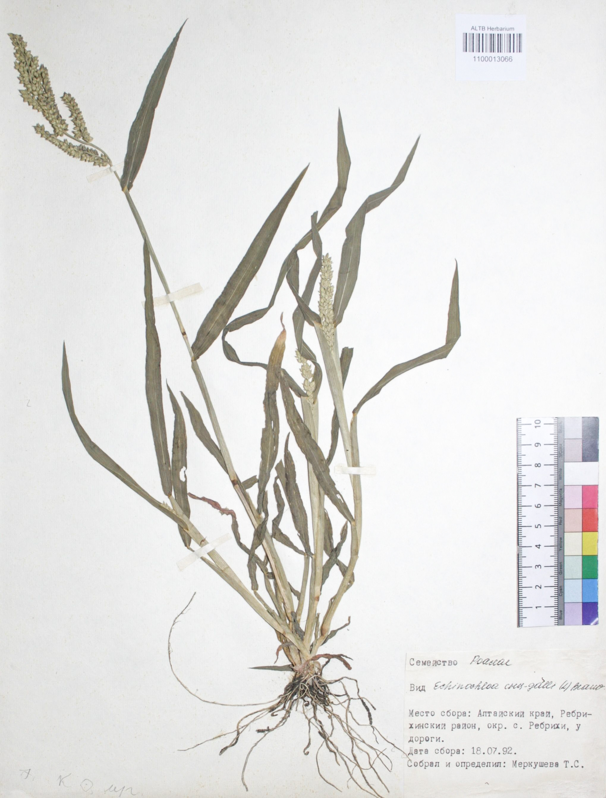 Echinochloa crus-galli (L.) P. Beauv.