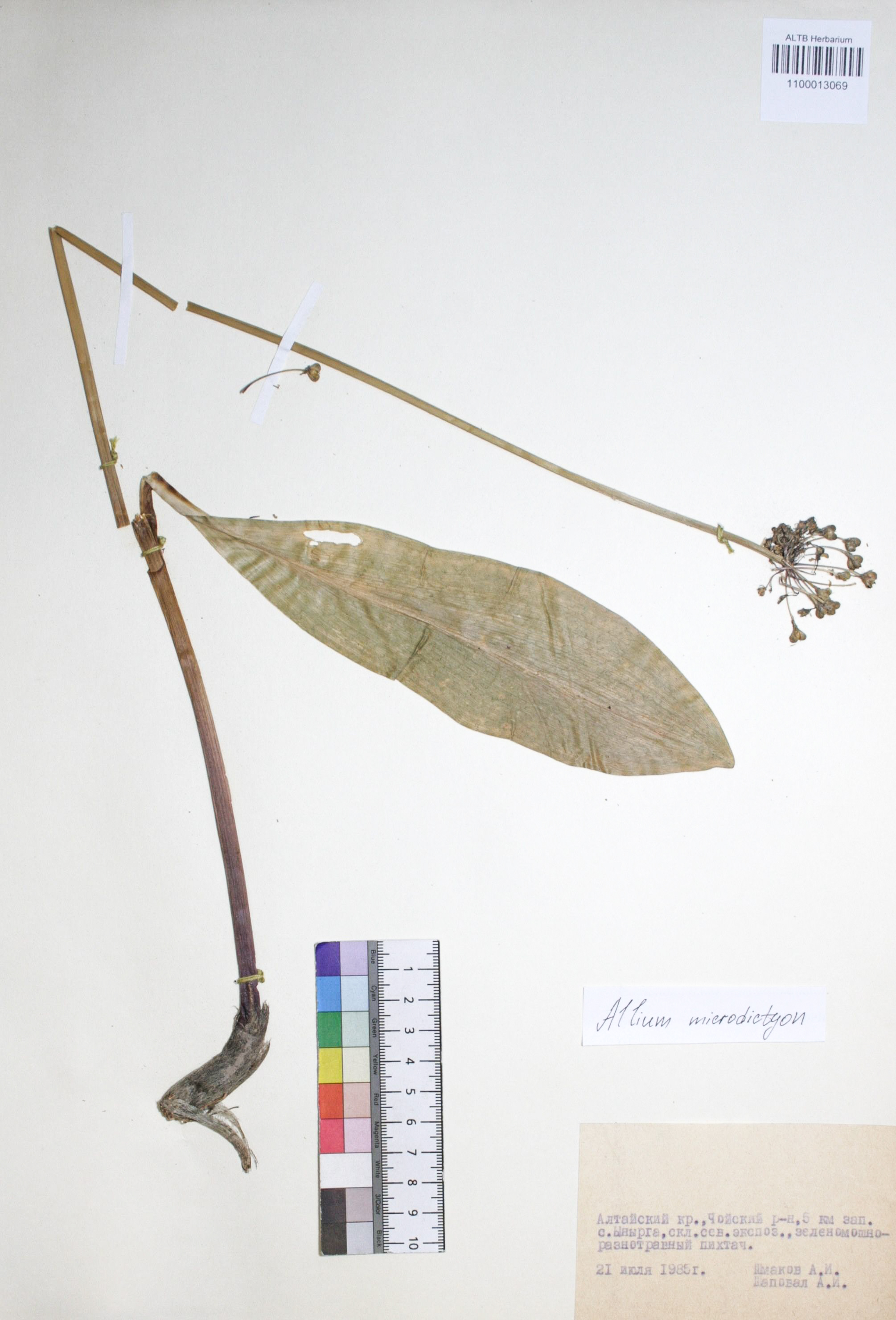 Allium microdictyon Prokh.