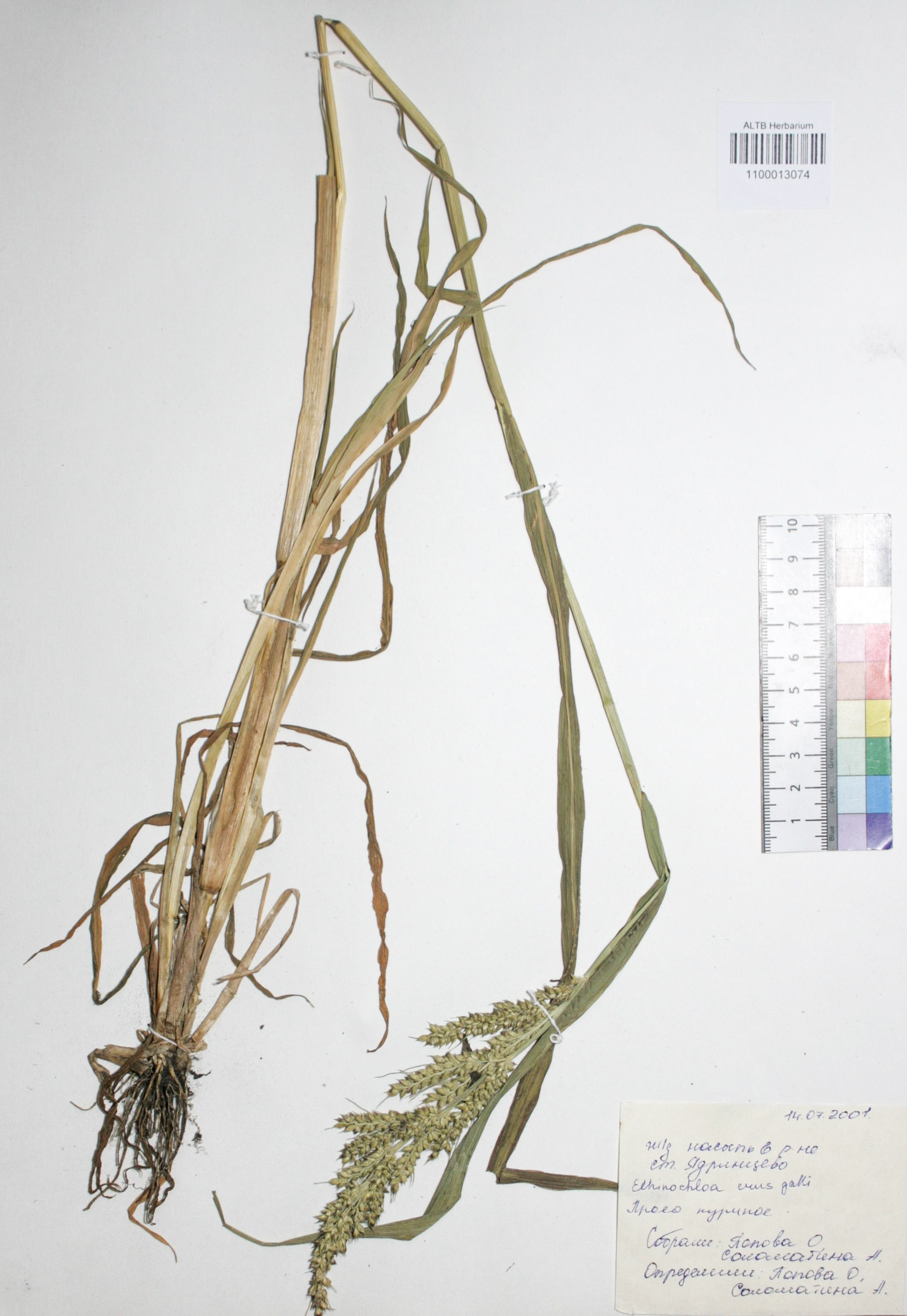 Echinochloa crus-galli (L.) P. Beauv.