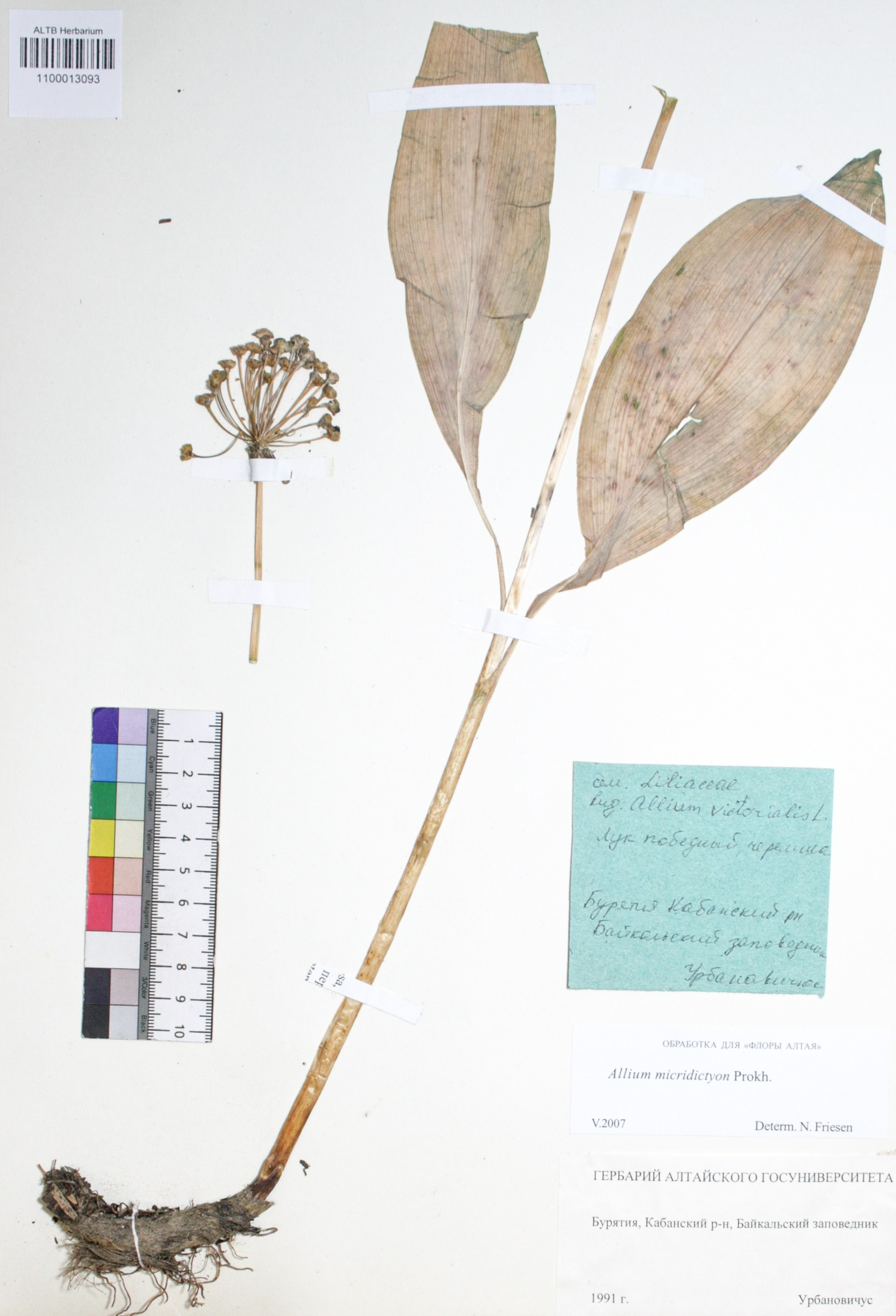 Allium microdictyon Prokh.