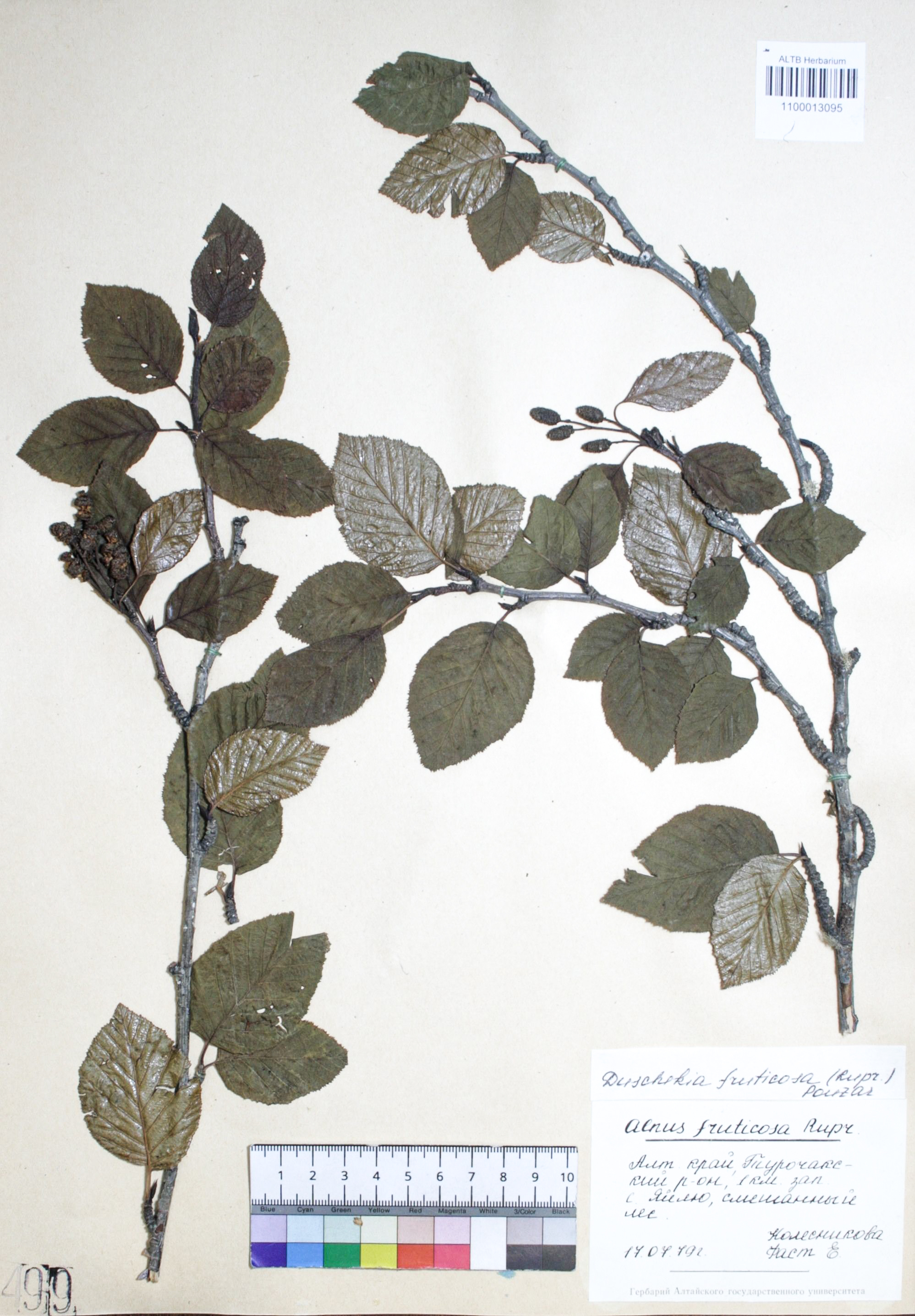 Duschekia fruticosa (Rupr.) Pouzar