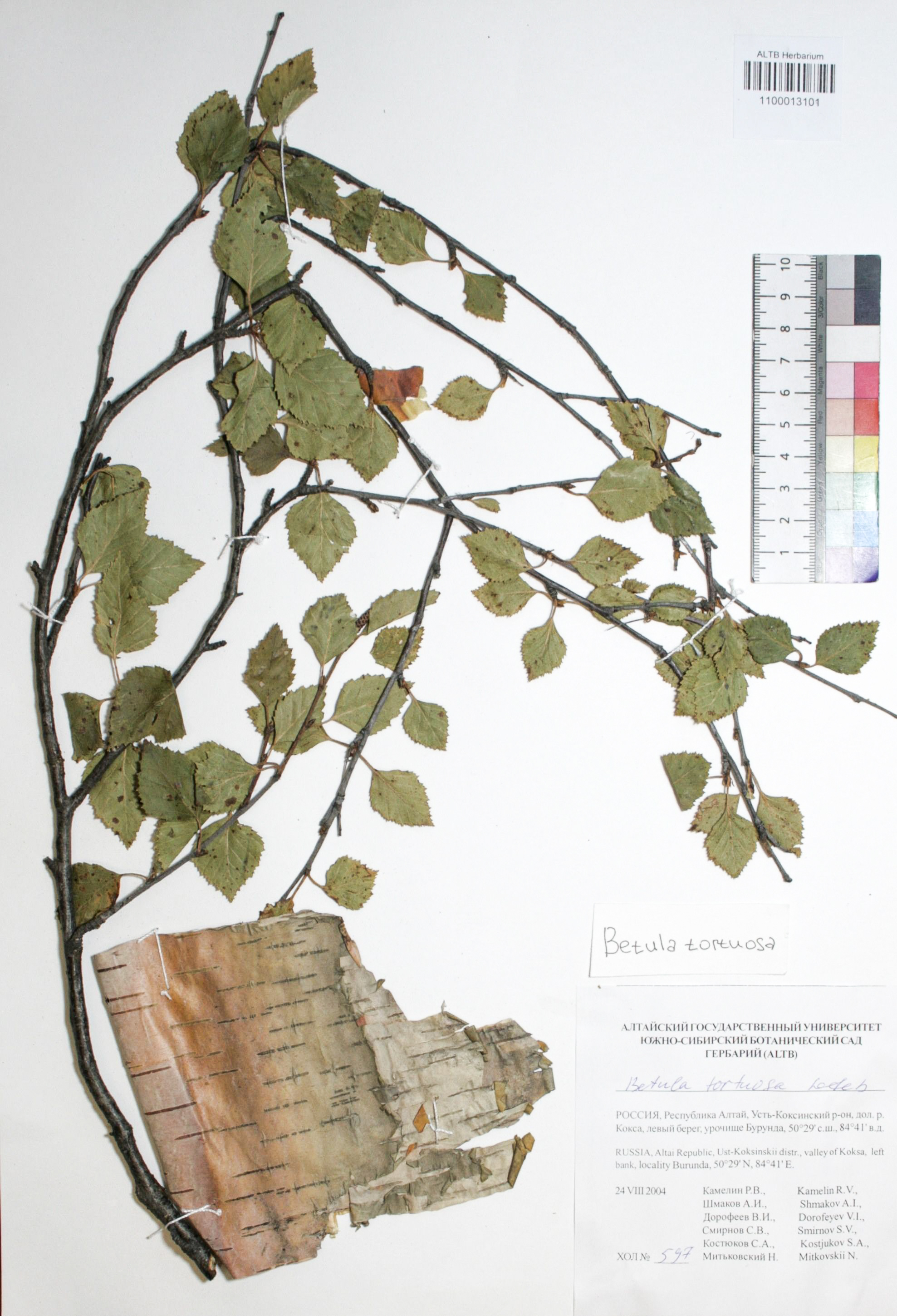 Betula tortuosa Ledeb.