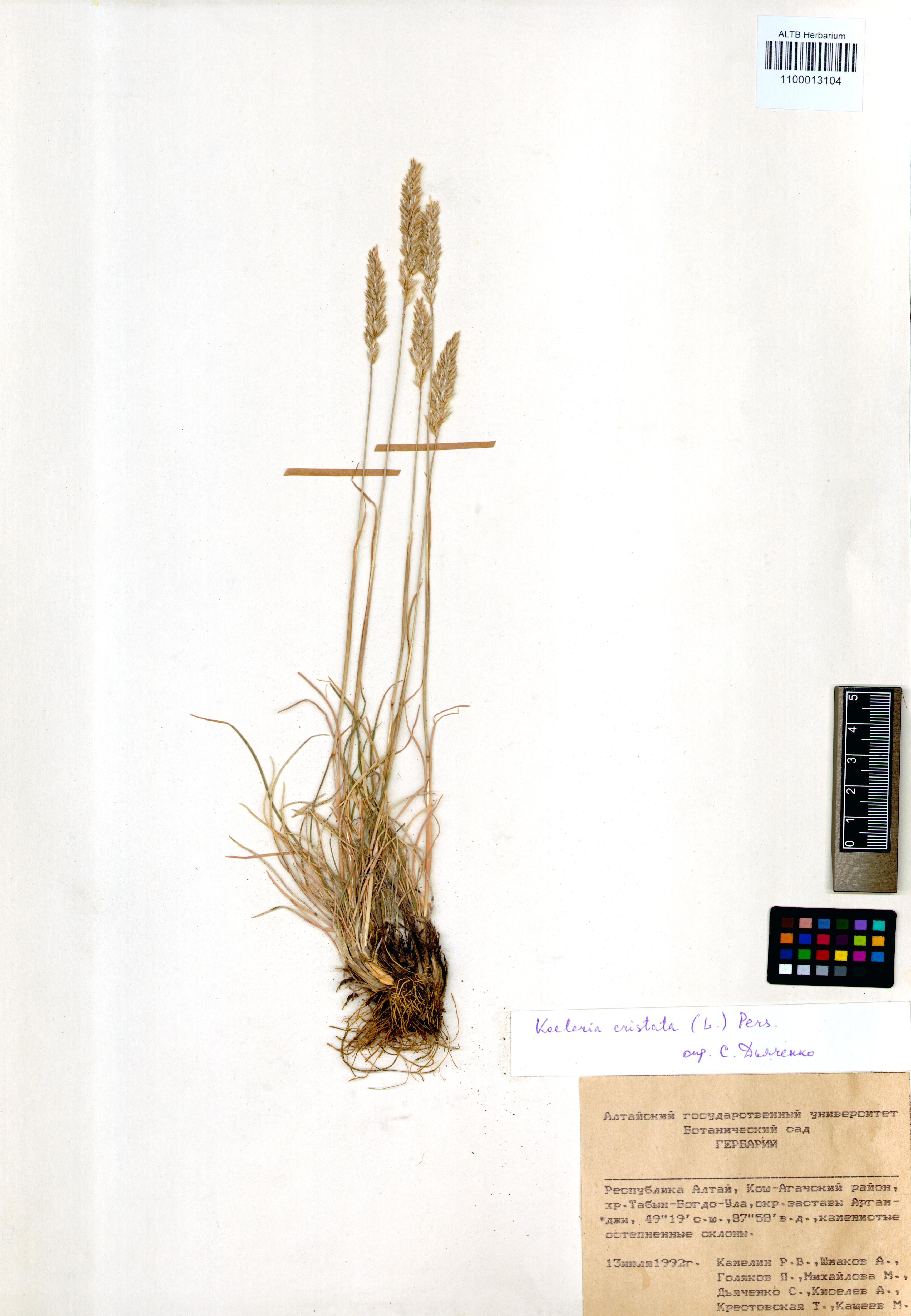 Koeleria cristata (L.) Pers. s. str.
