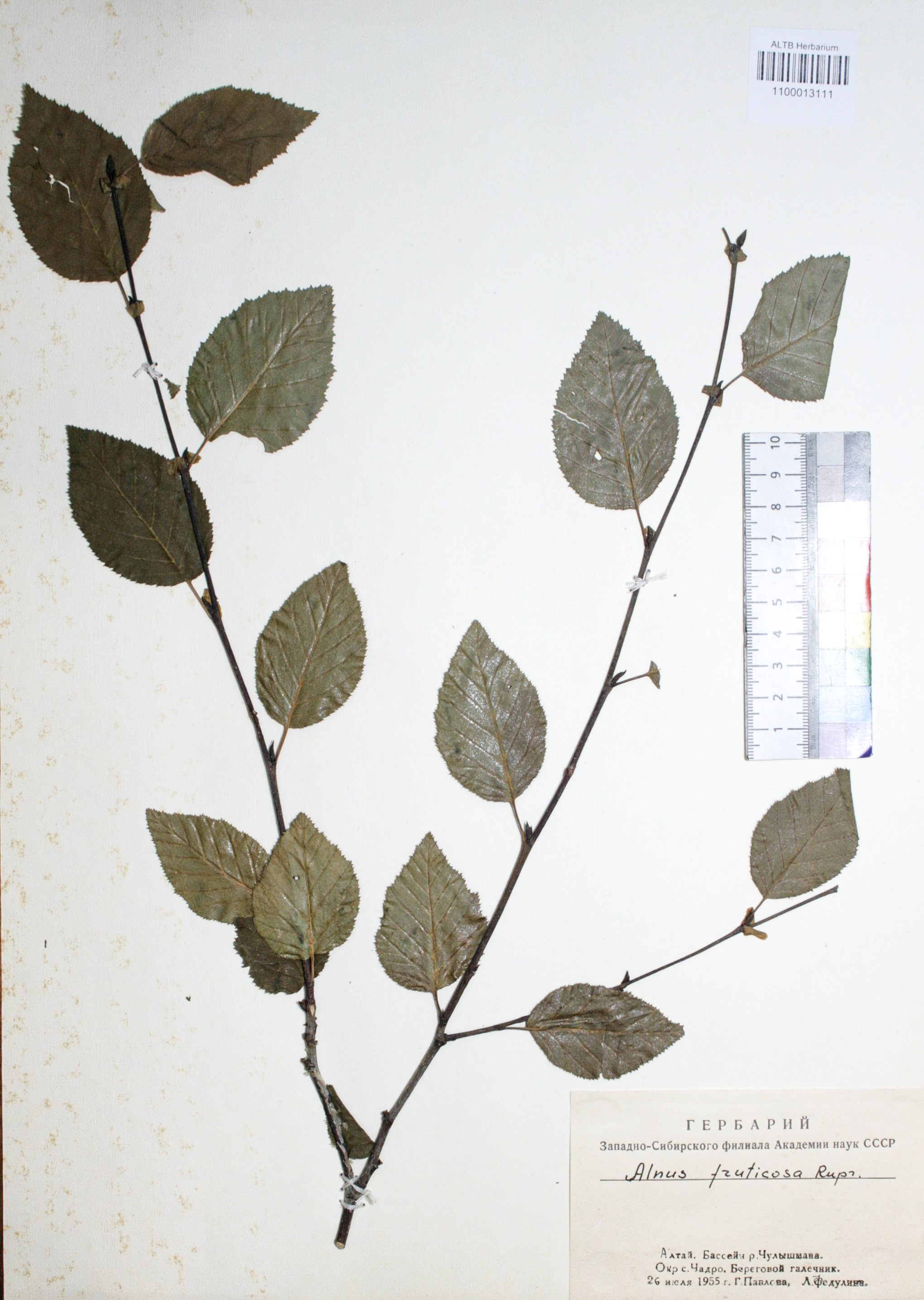 Alnus fruticosa Rupr.