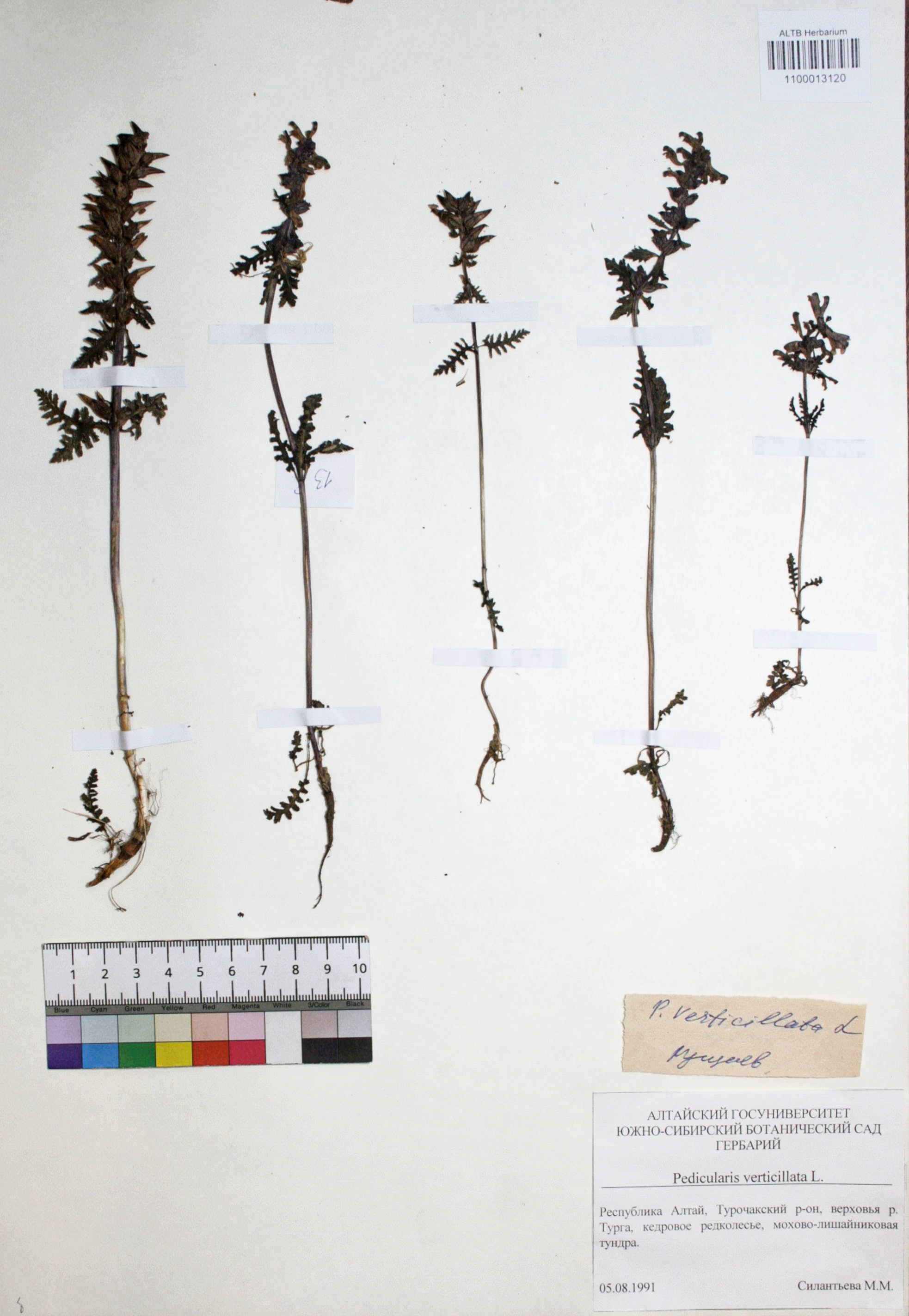 Pedicularis verticillata L.