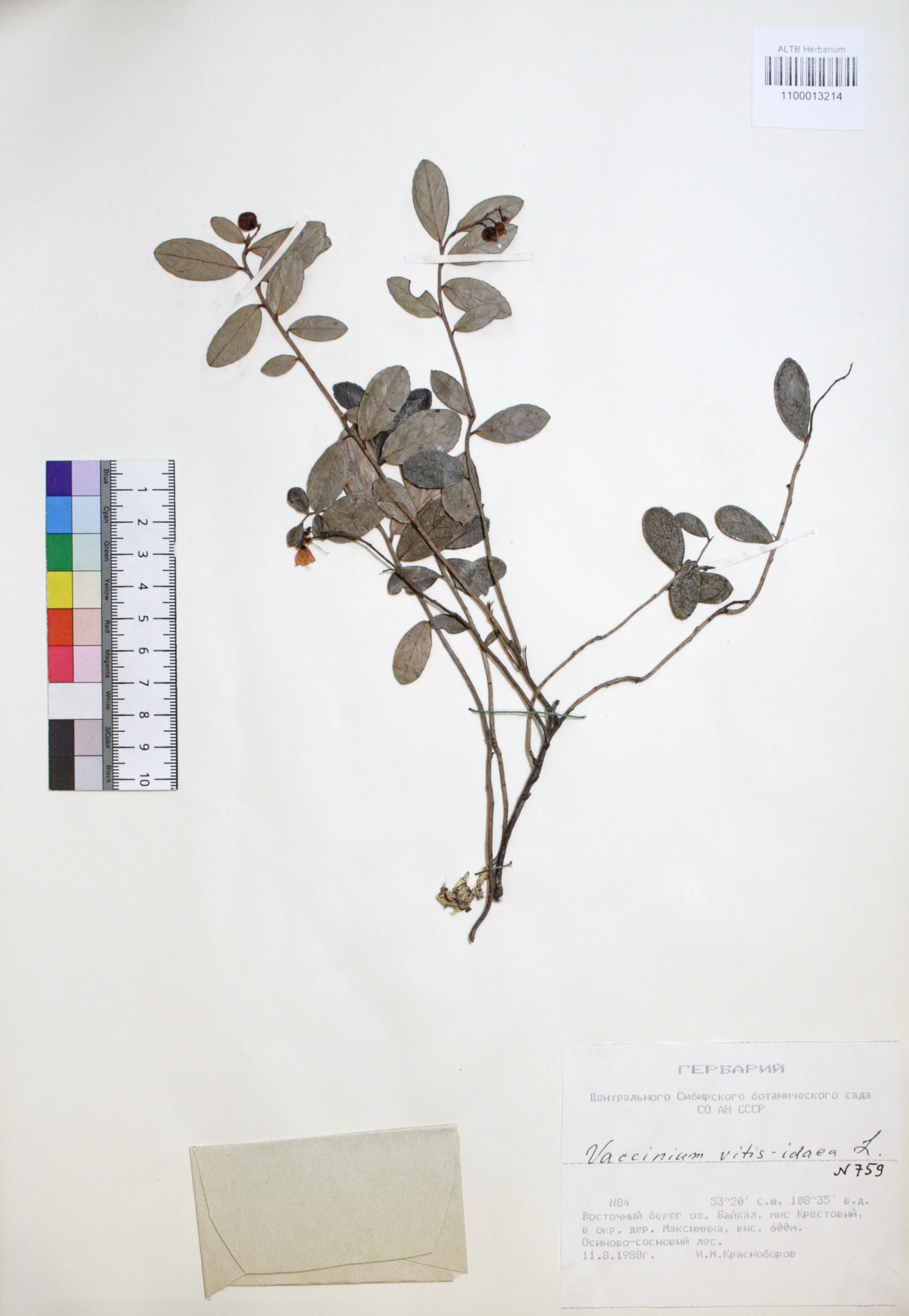 Vaccinium vitis-idaea L.