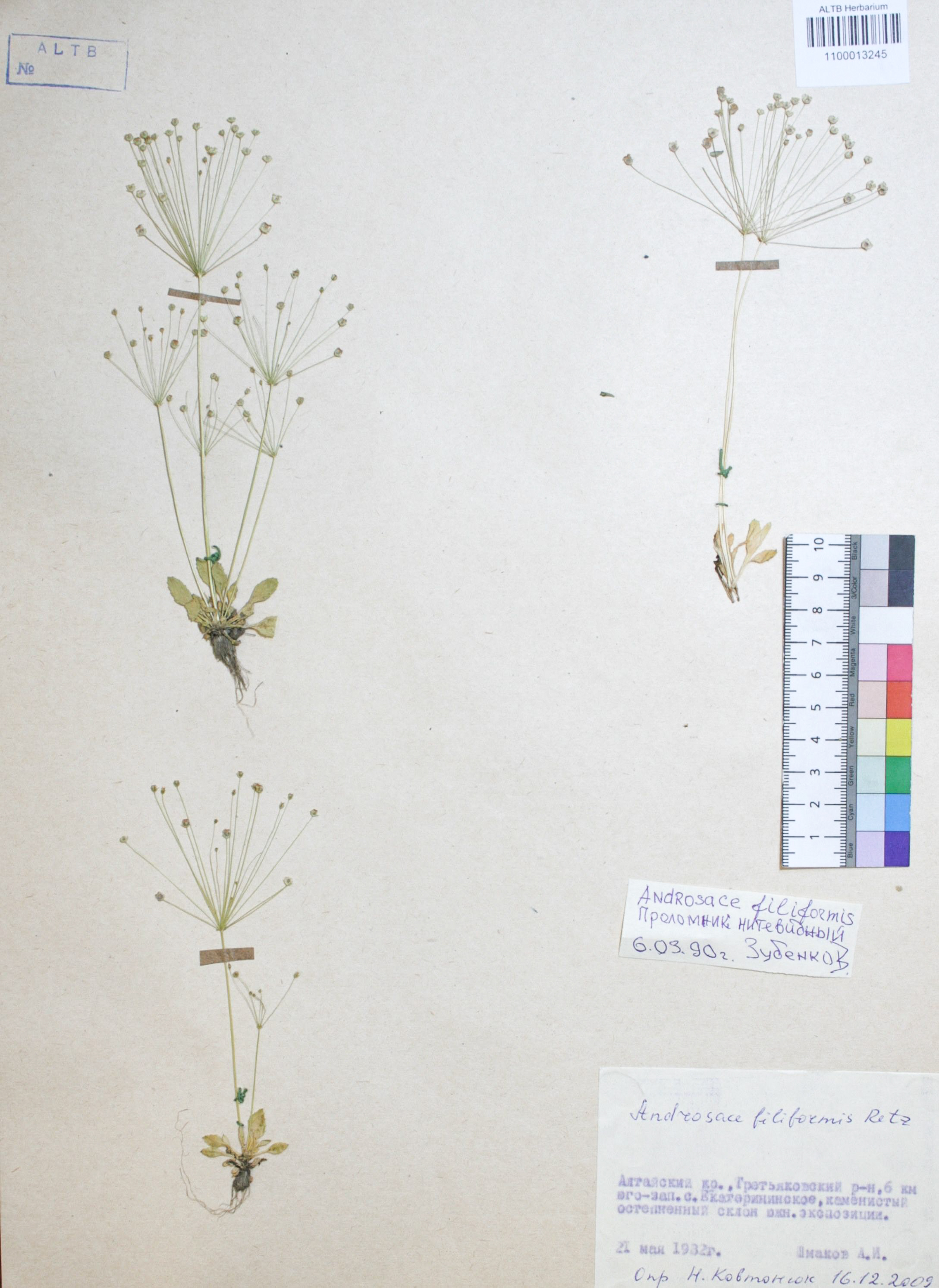 Androsace filiformis Retz.