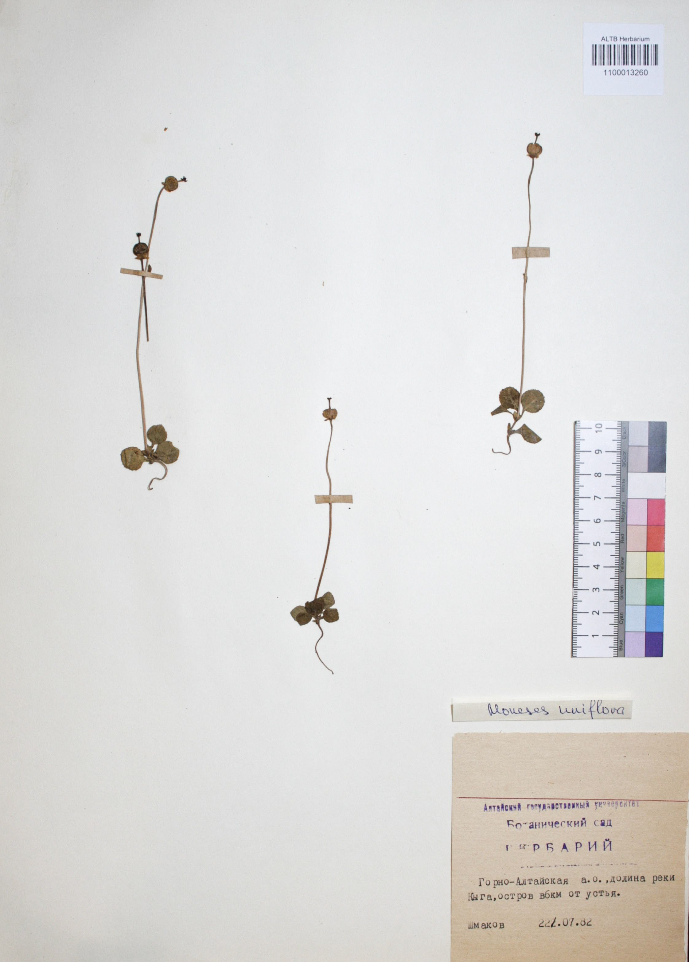 Moneses uniflora (L.) A. Gray