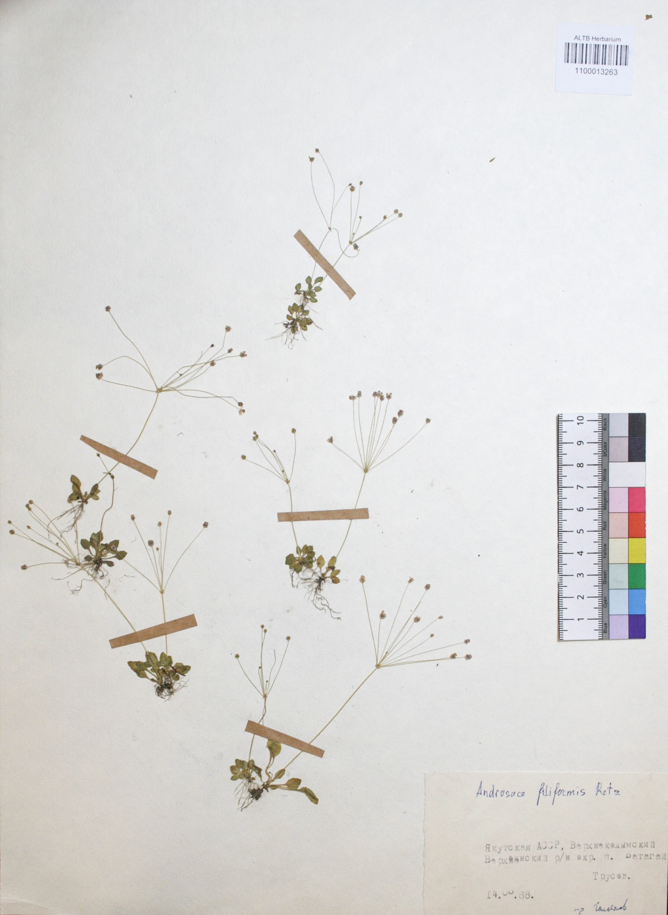 Androsace filiformis Retz.