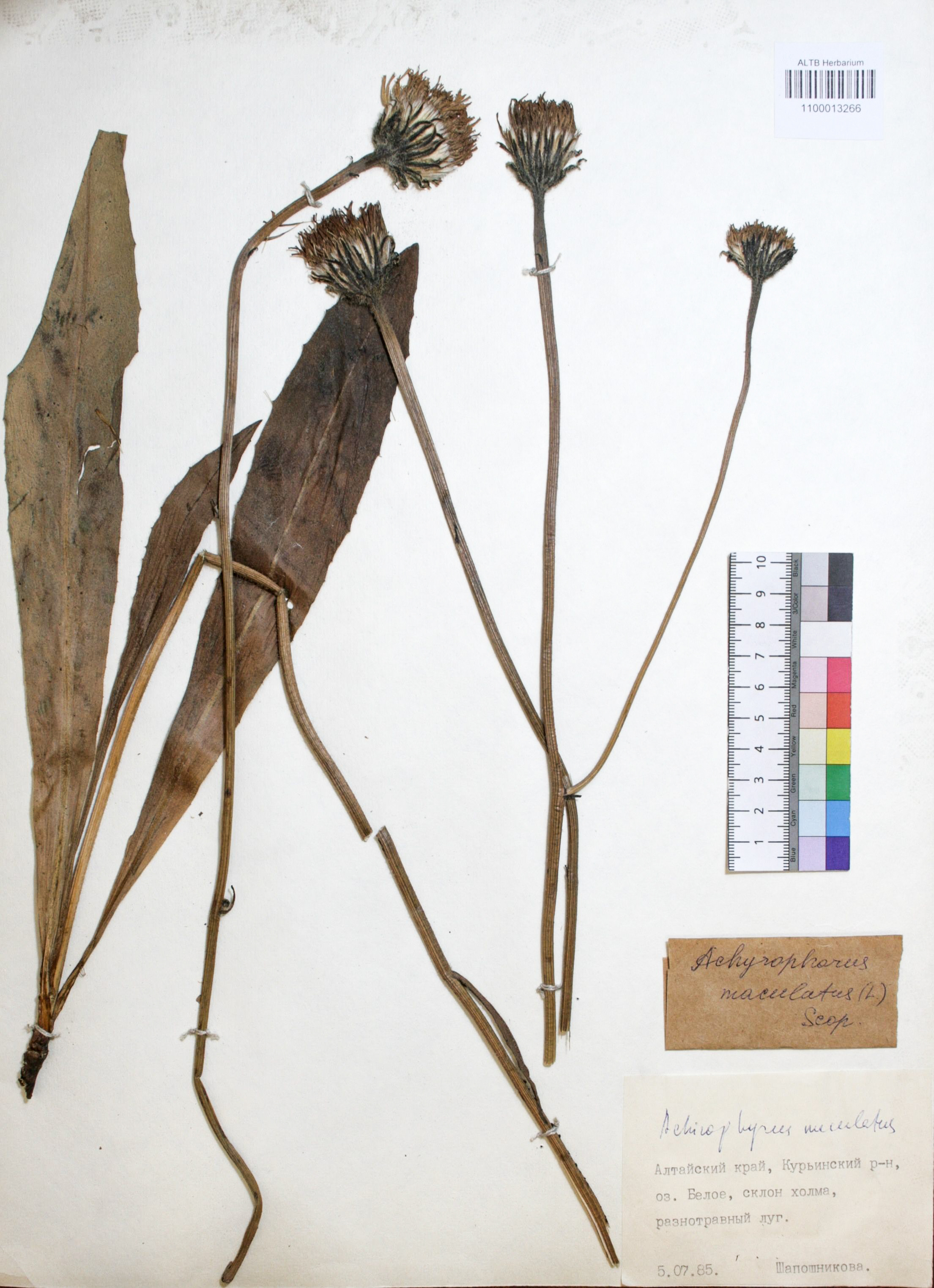 Achyrophorus maculatus (L.) Scop.