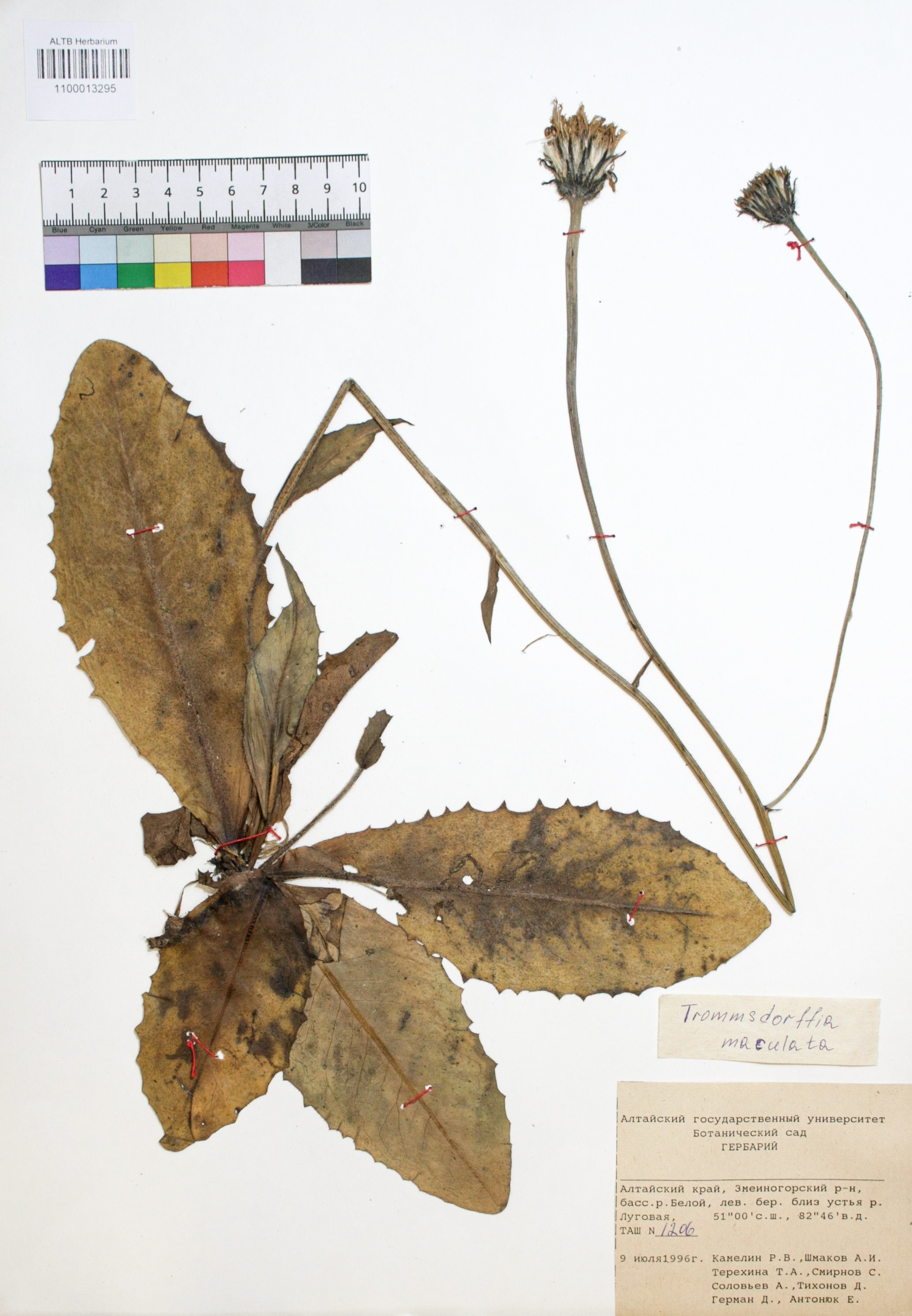 Trommsdorffia maculata (L.) Bernh.