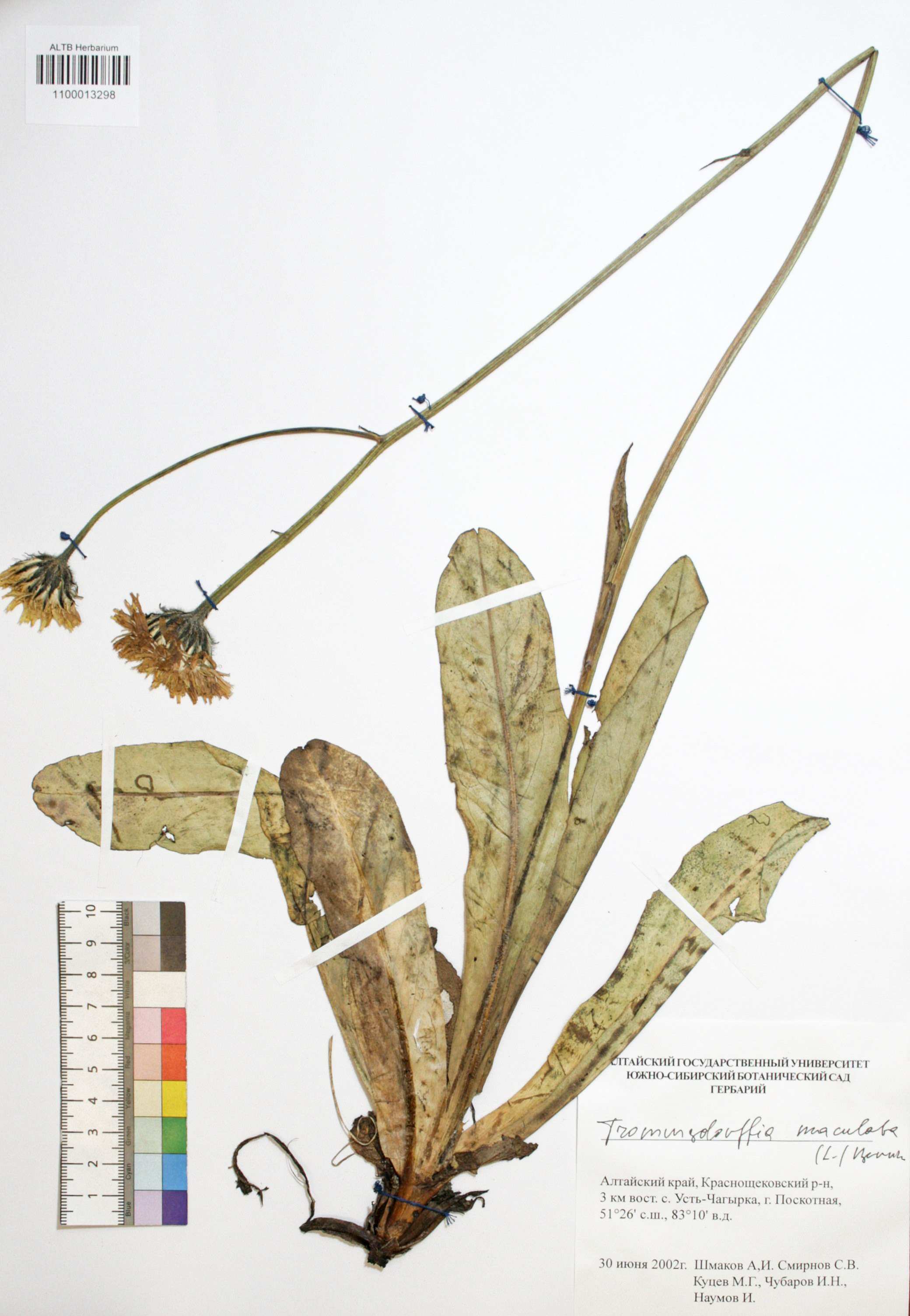 Trommsdorffia maculata (L.) Bernh.