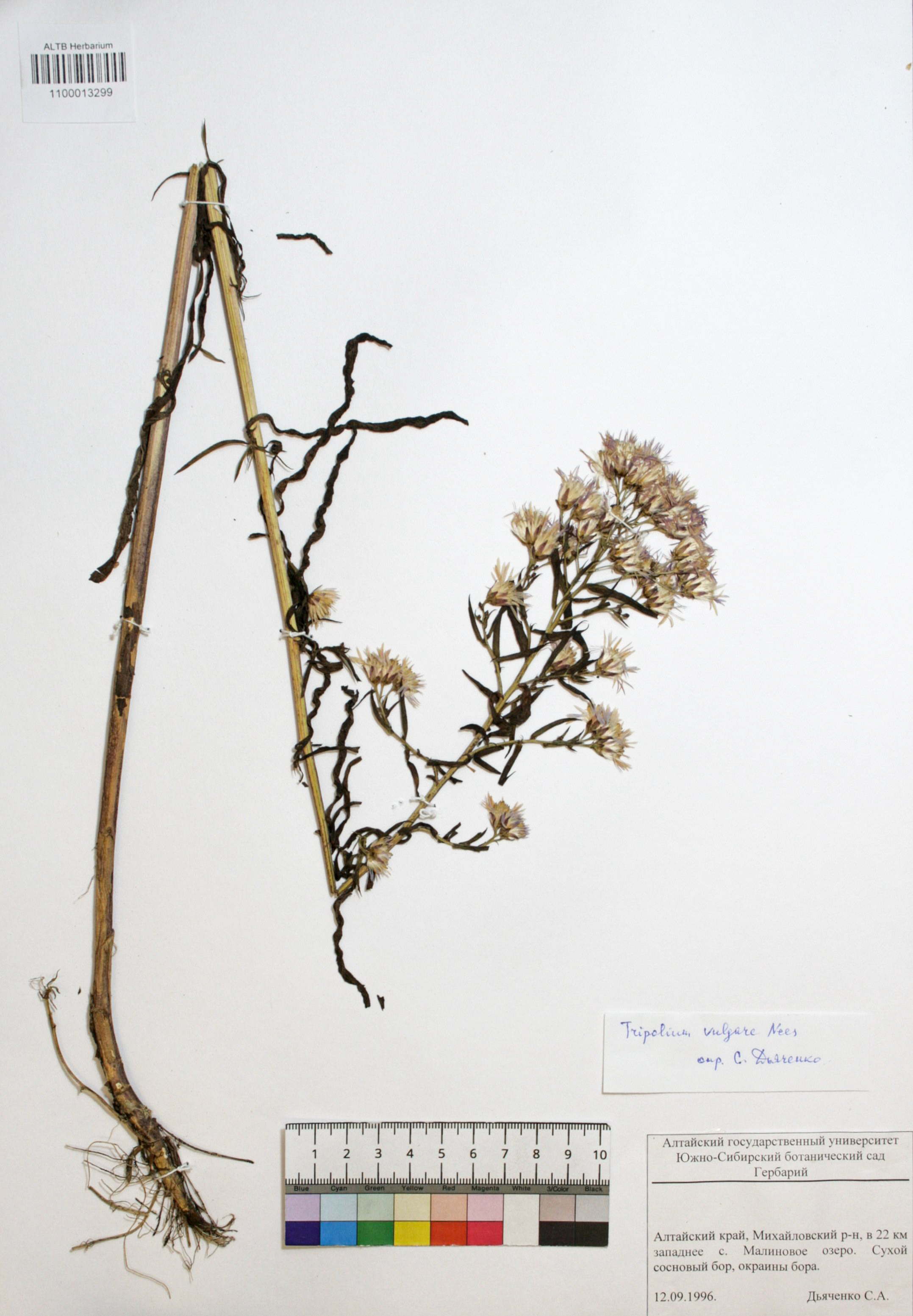 Tripolium vulgare Nees. 