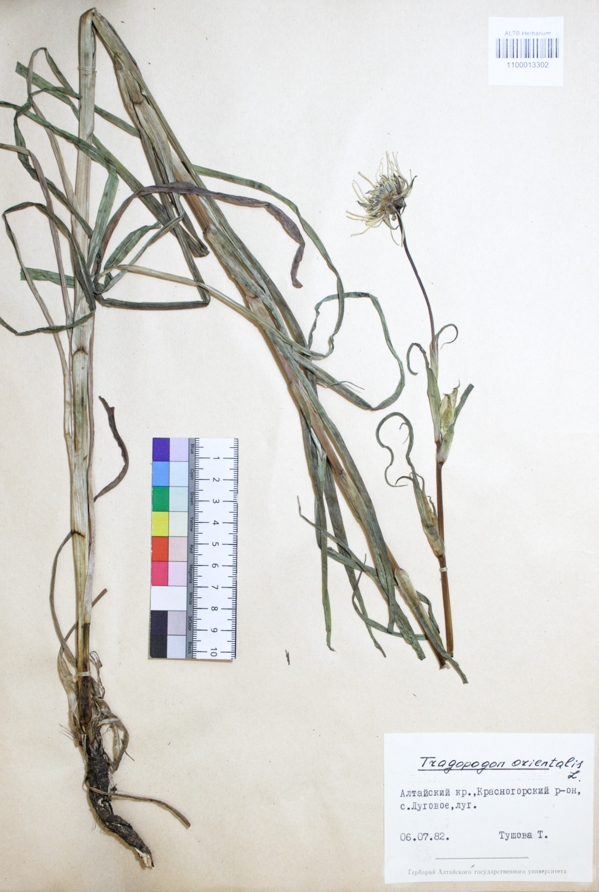 Tragopogon orientalis L.