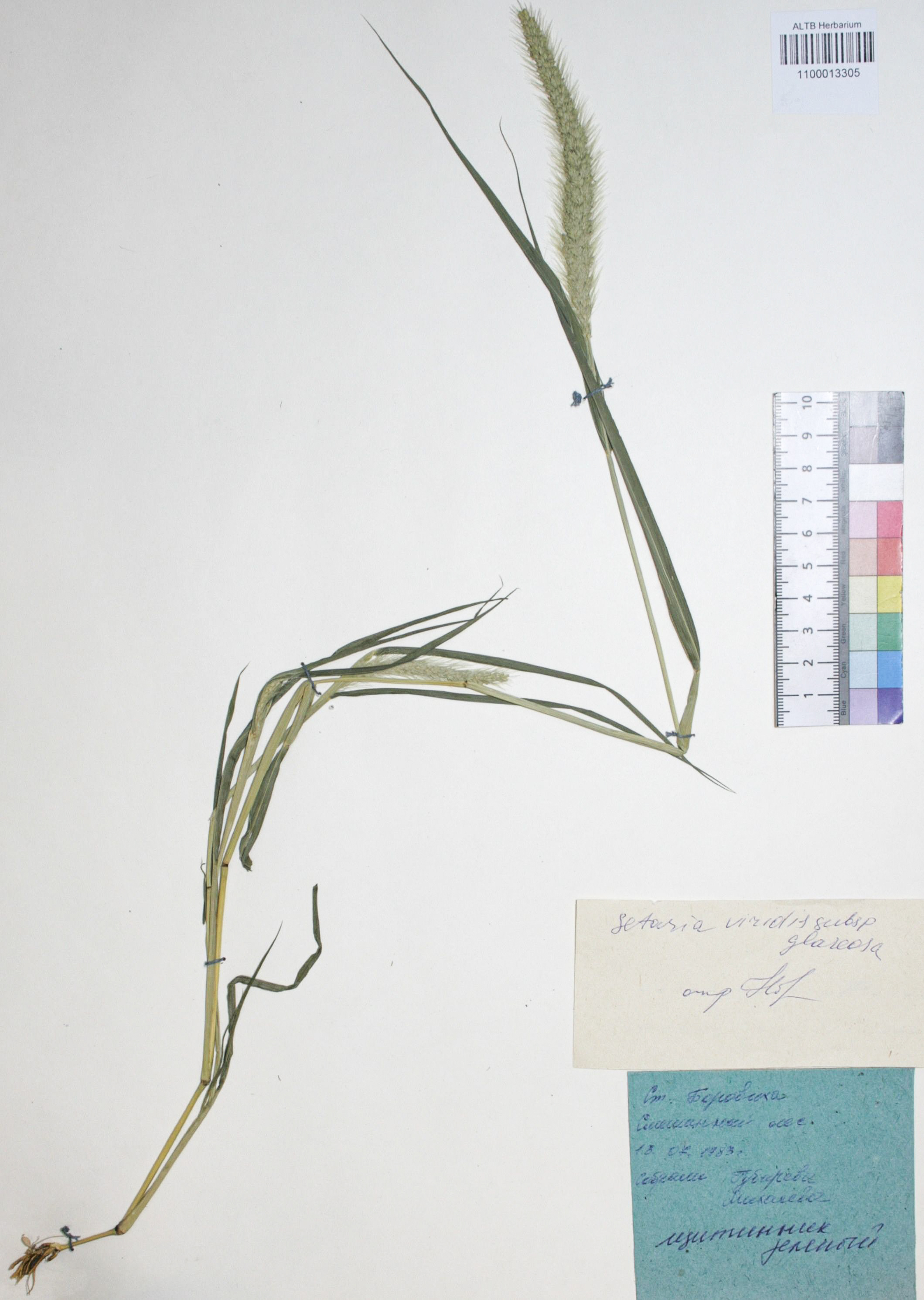 Setaria viridis (L.) Beauv.