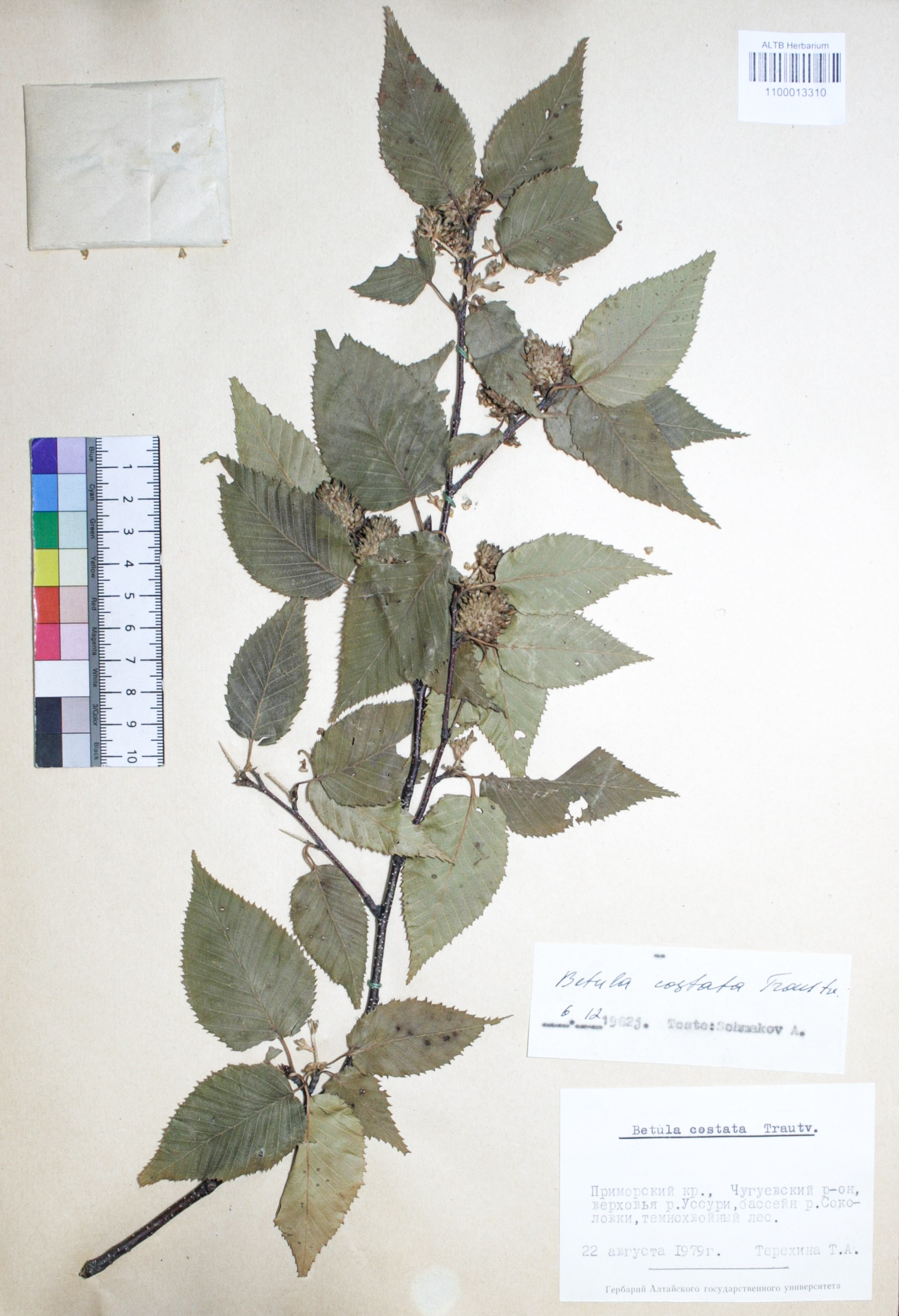 Betula costata Trautv.