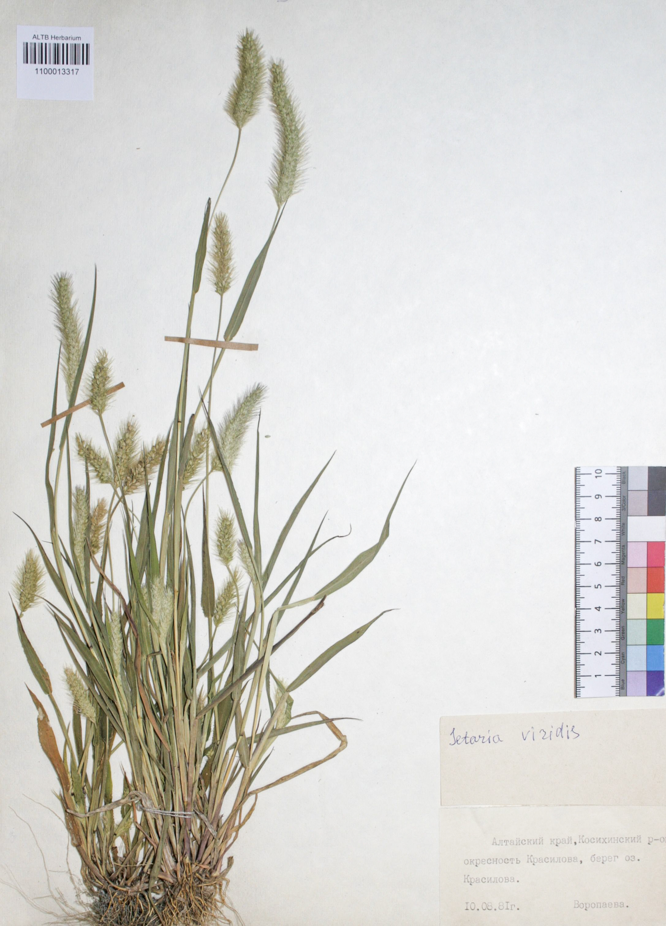 Setaria viridis (L.) Beauv.