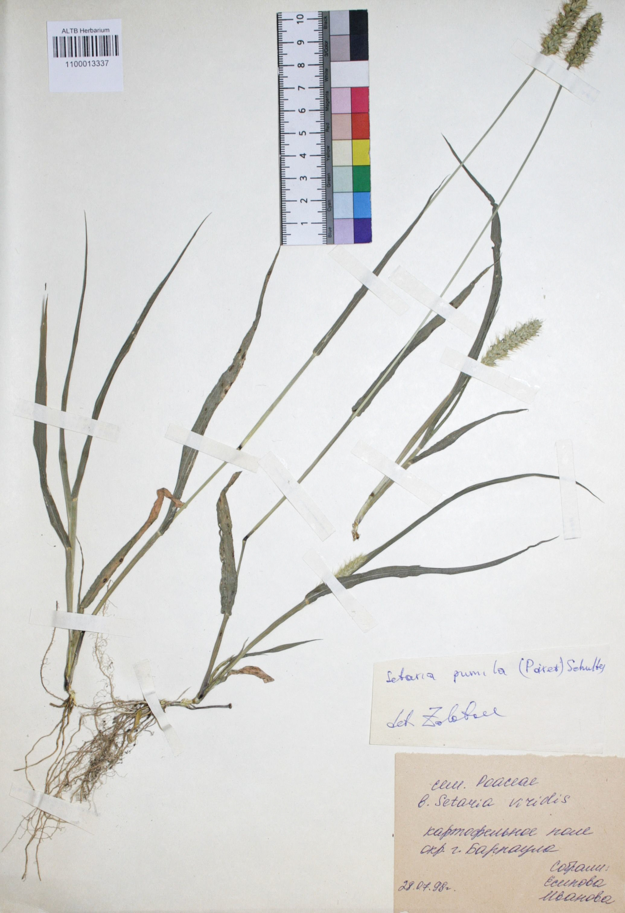 Setaria viridis (L.) Beauv.