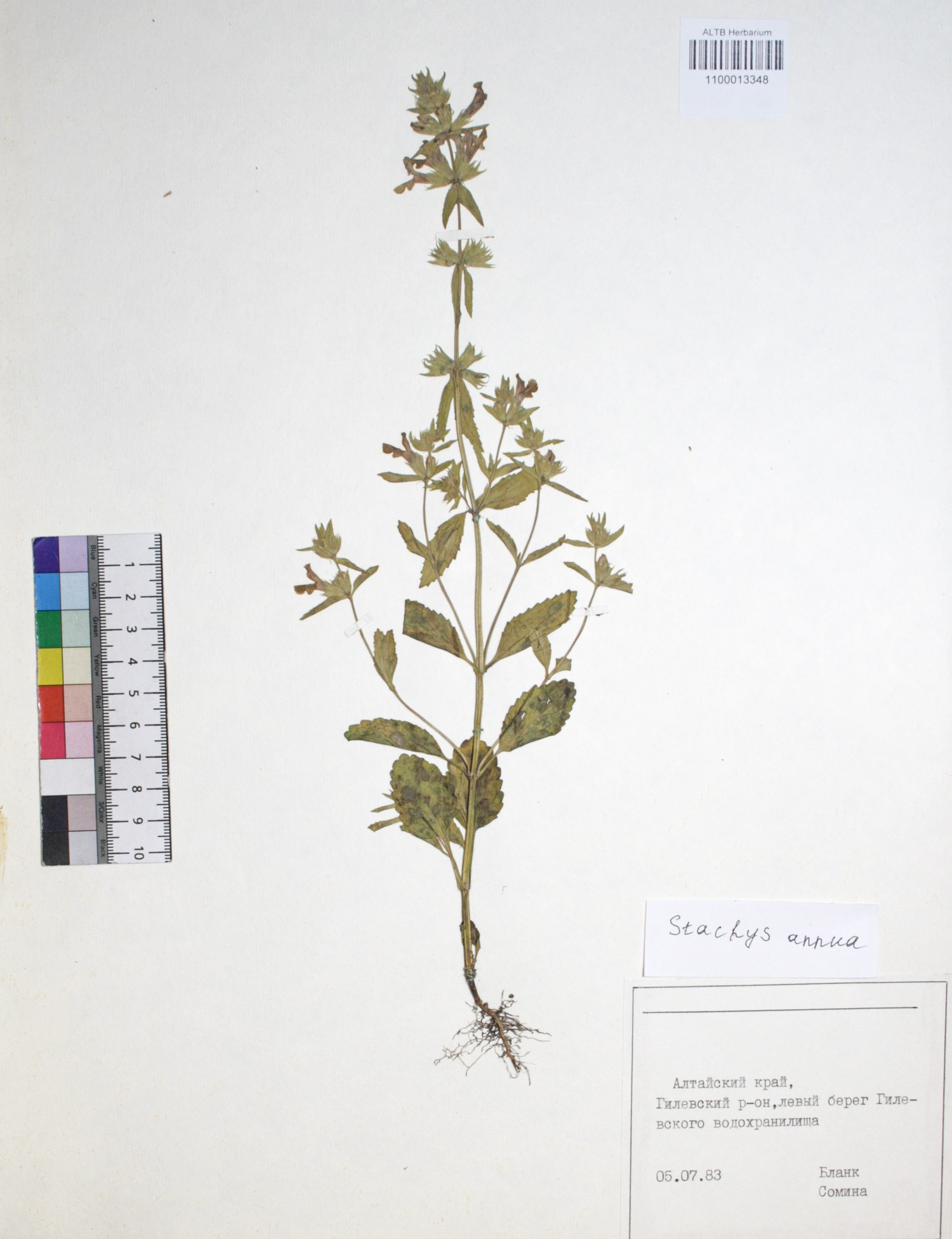 Stachys annua (L.) L. 