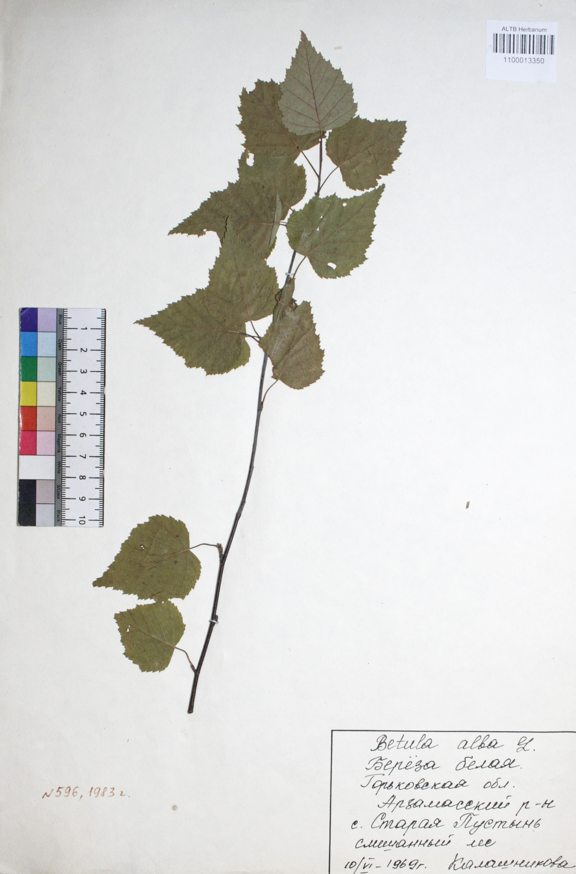 Betula alba L.