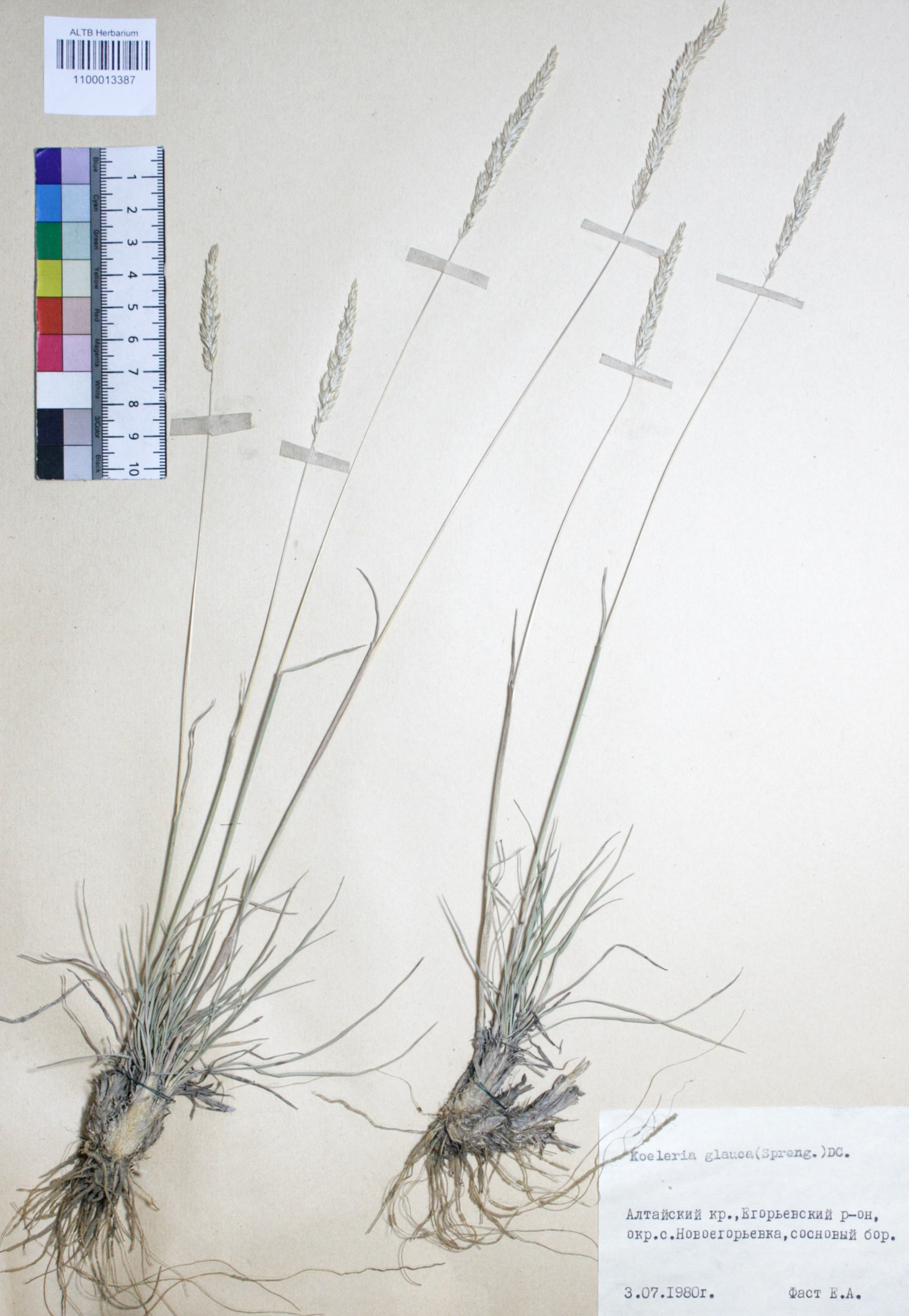 Koeleria glauca (Spreng.) DC. 