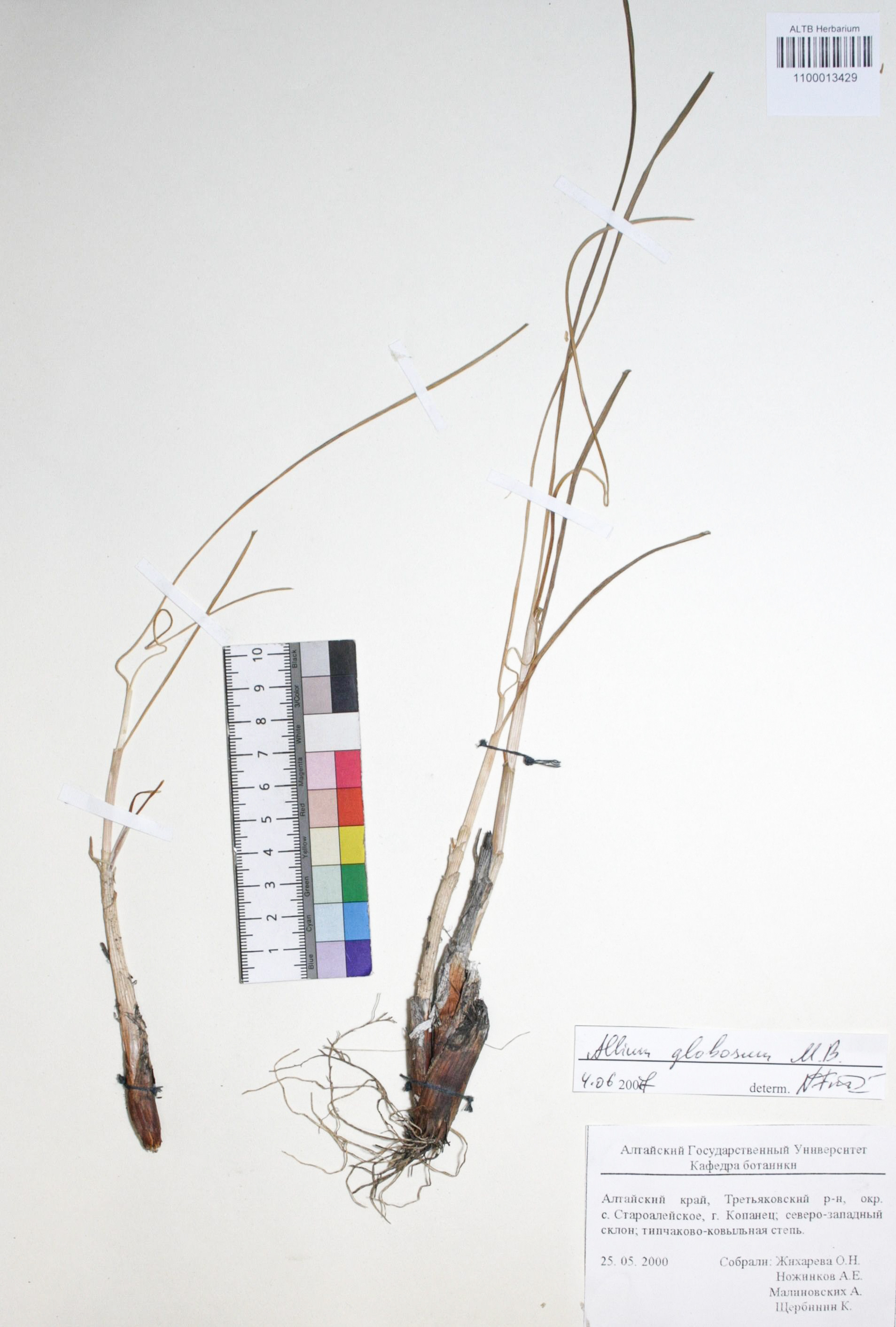 Allium globosum Bieb. ex Redout