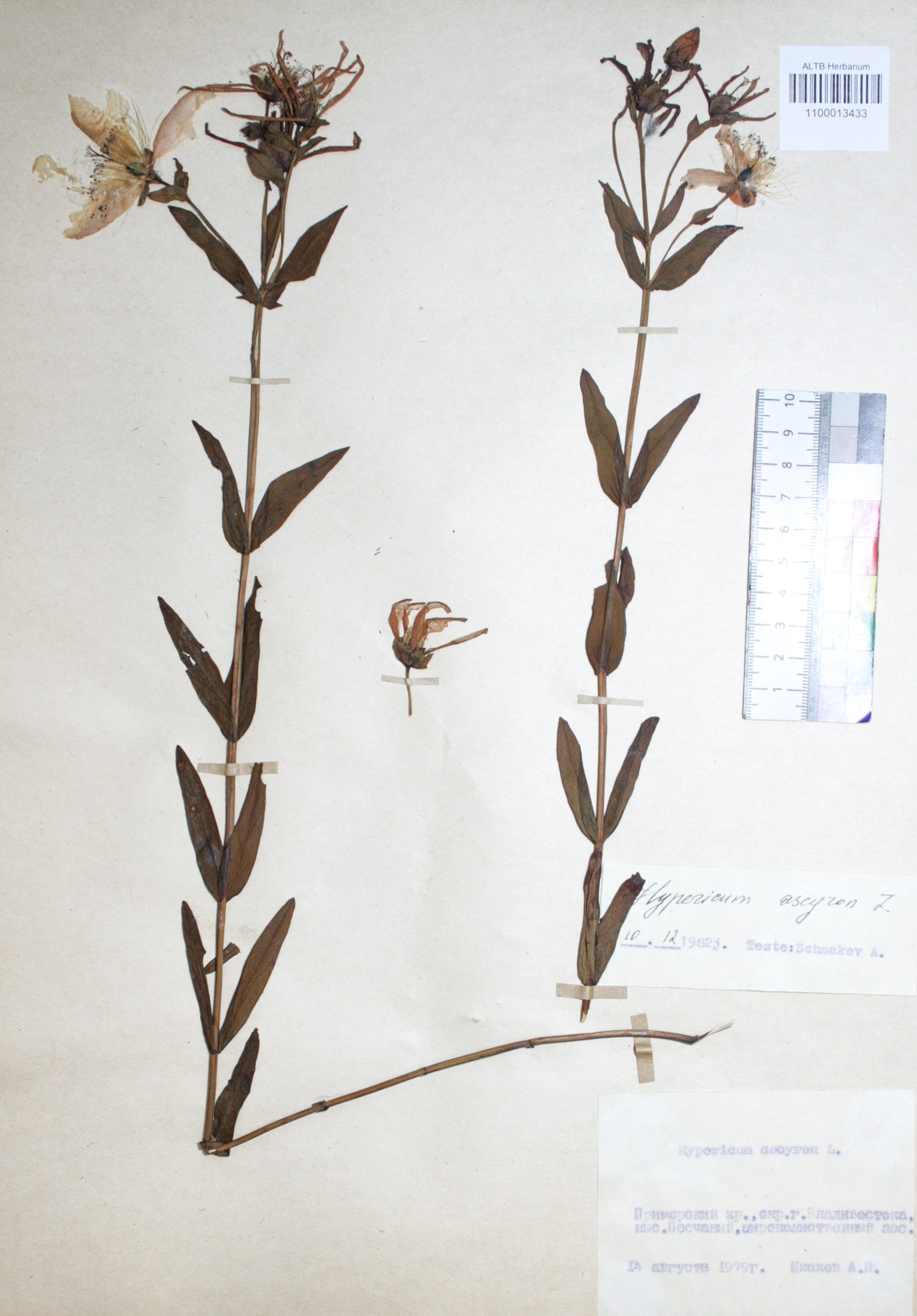 Hypericum ascyron L.