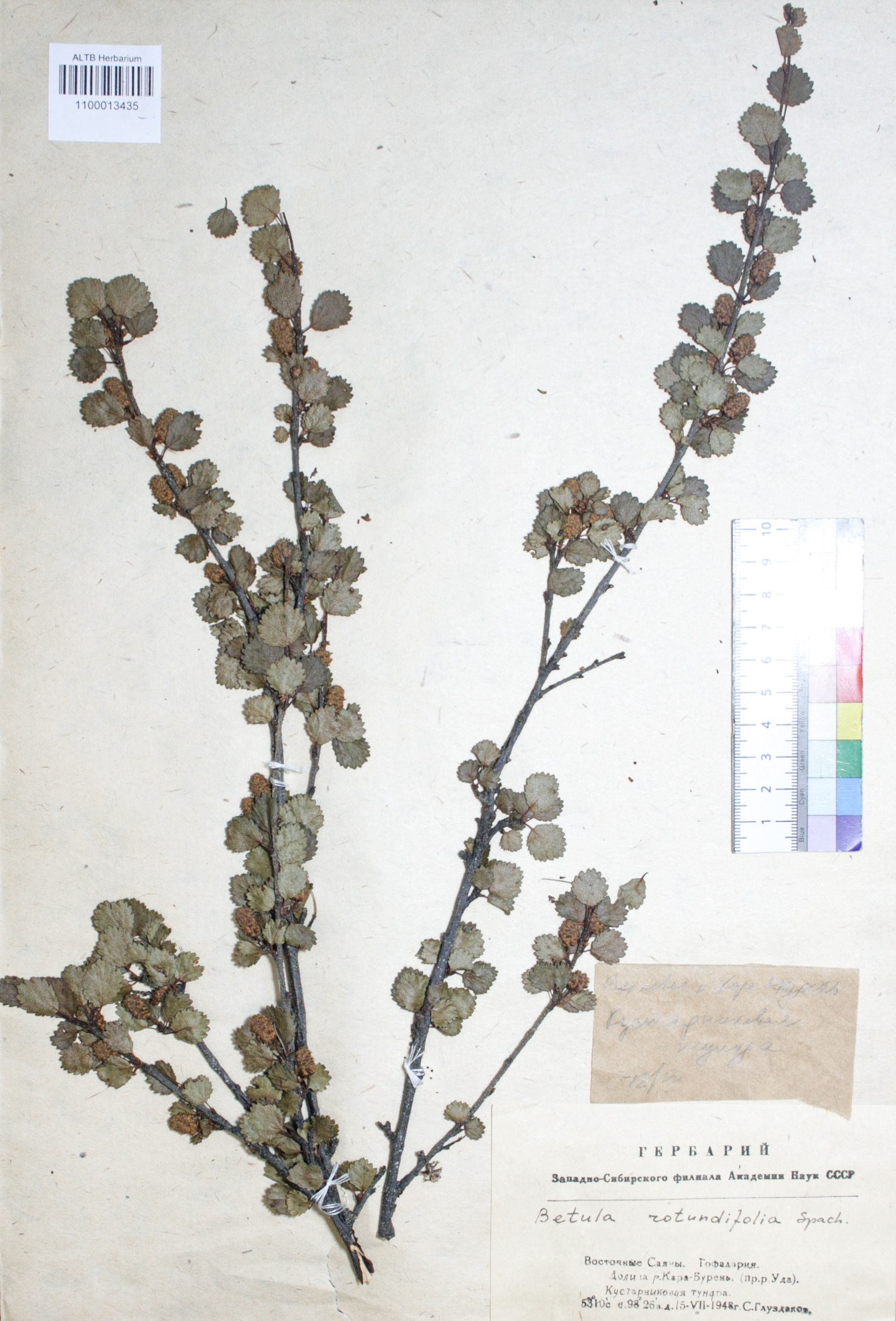 Betula rotundifolia Spach