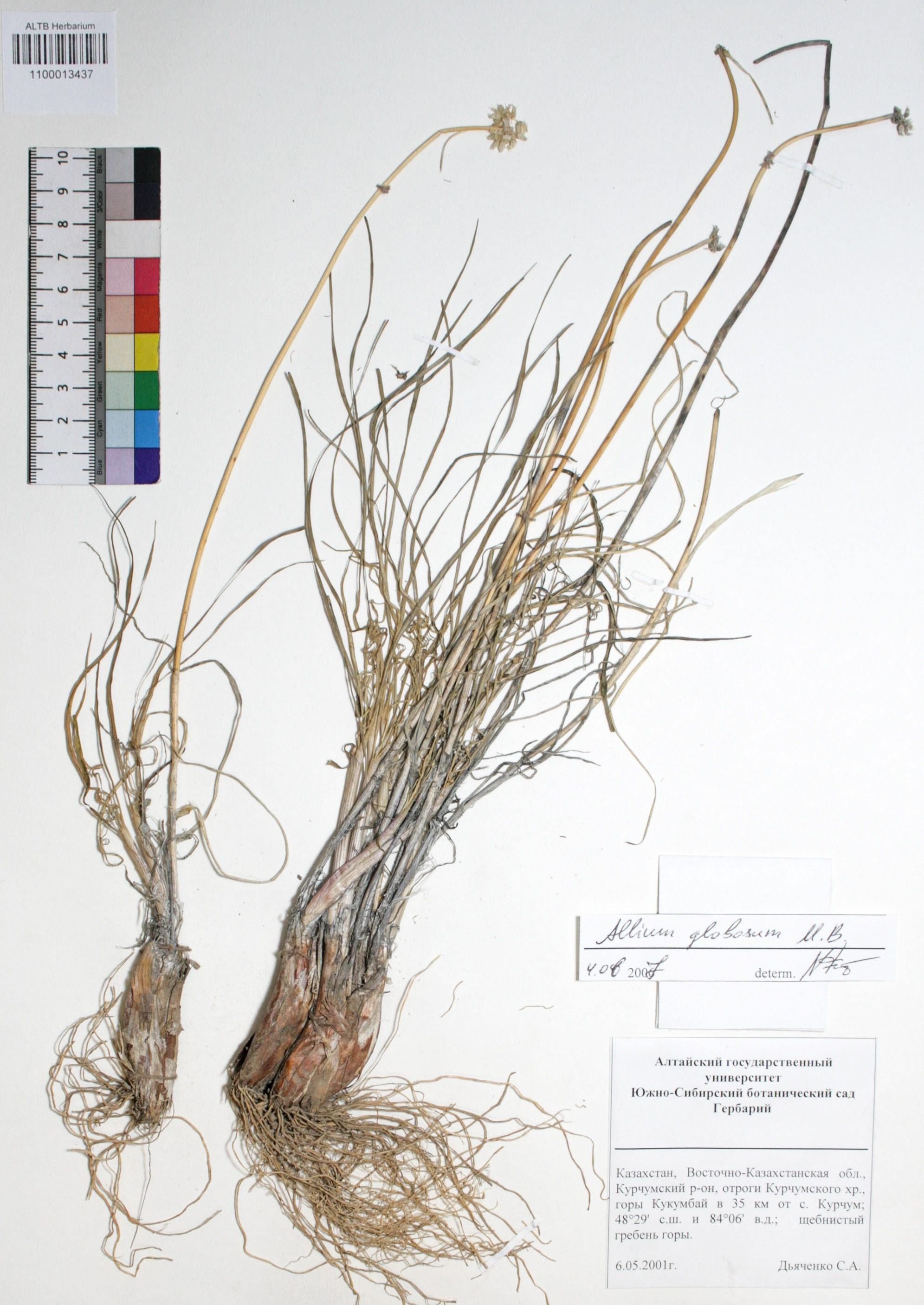 Allium globosum Bieb. ex Redout