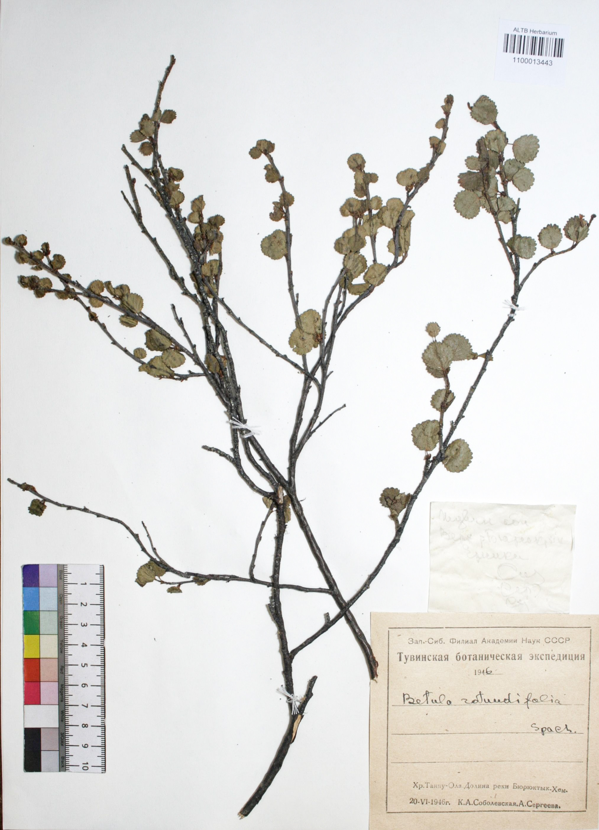 Betula rotundifolia Spach