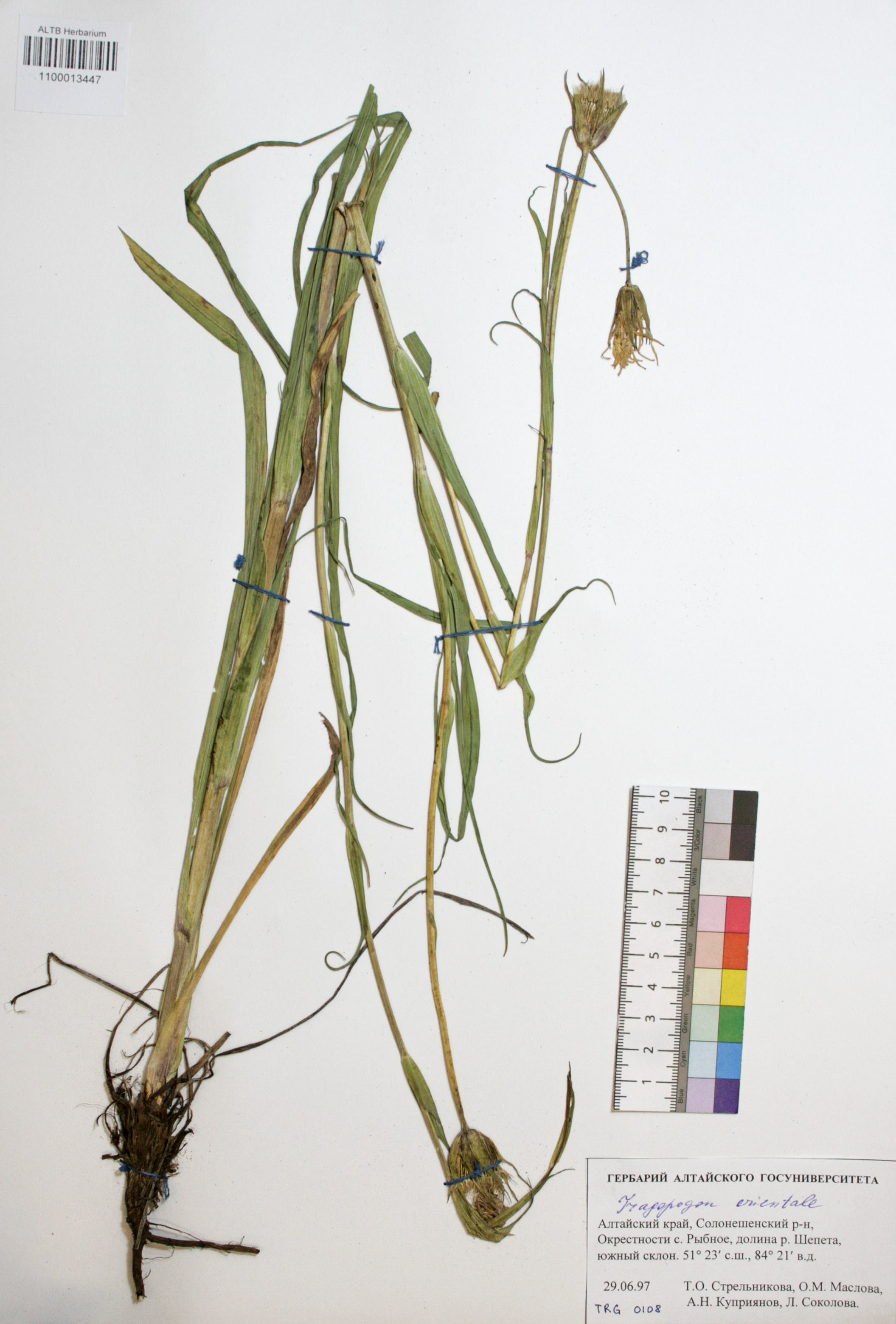 Tragopogon orientalis L.