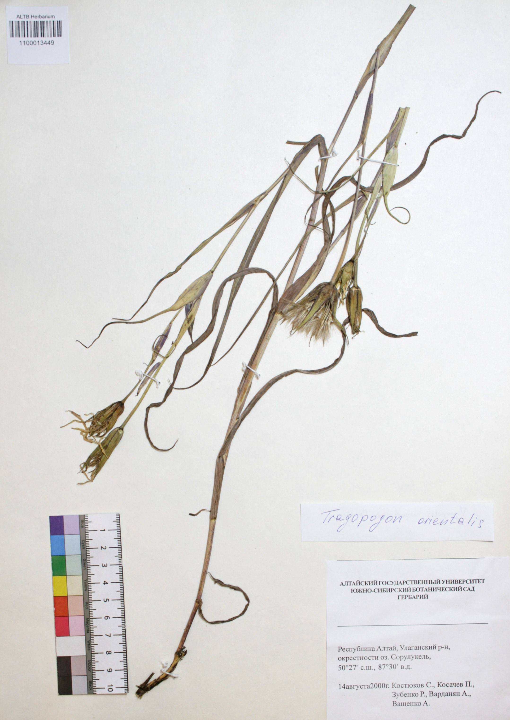 Tragopogon orientalis L.