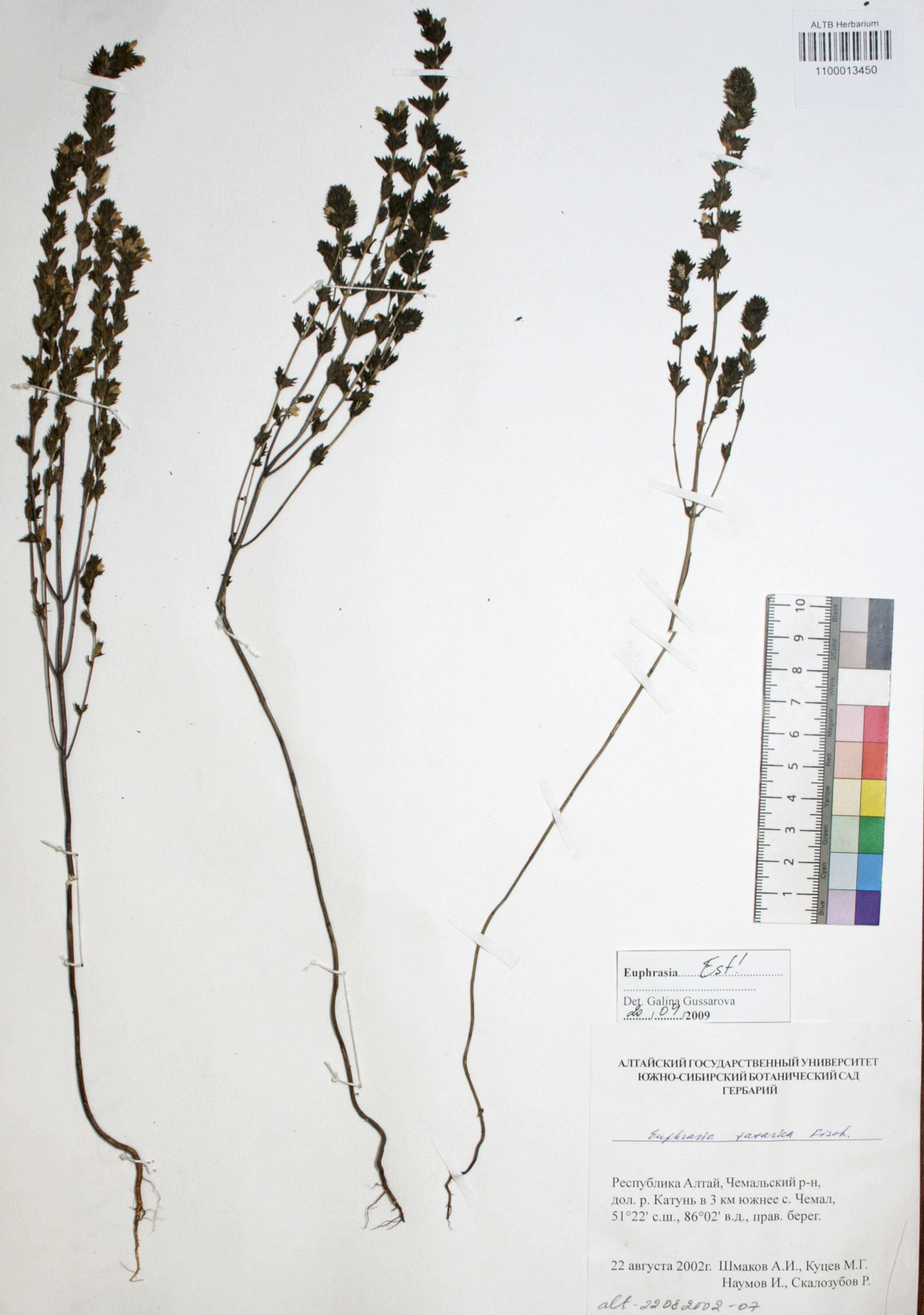 Euphrasia tatarica Fisch. ex Spreng.