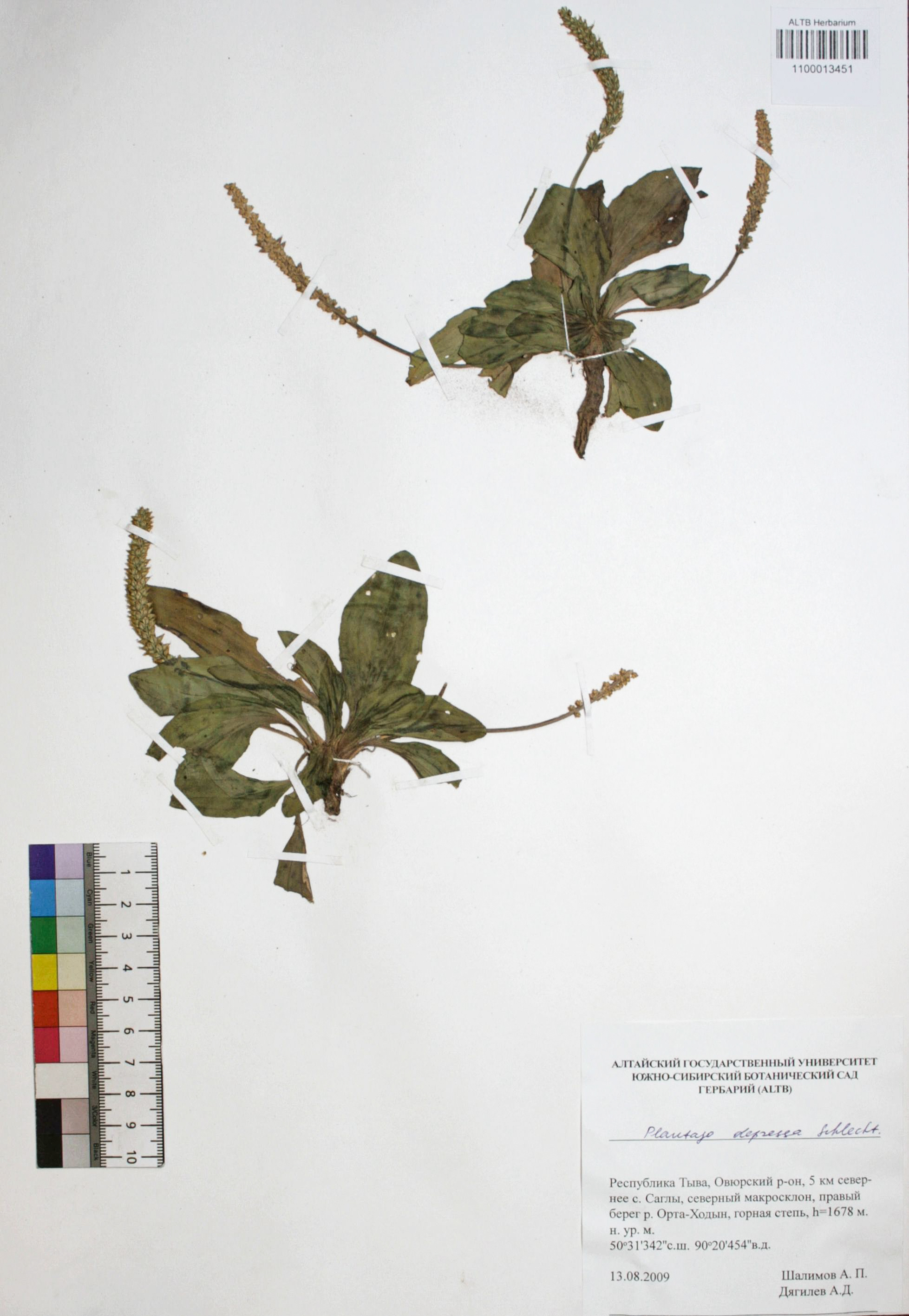 Plantago depressa Schlecht.