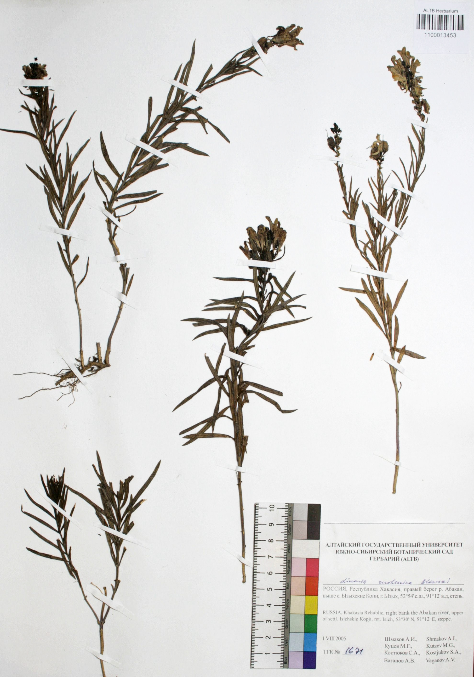 Linaria ruthenica Blonski