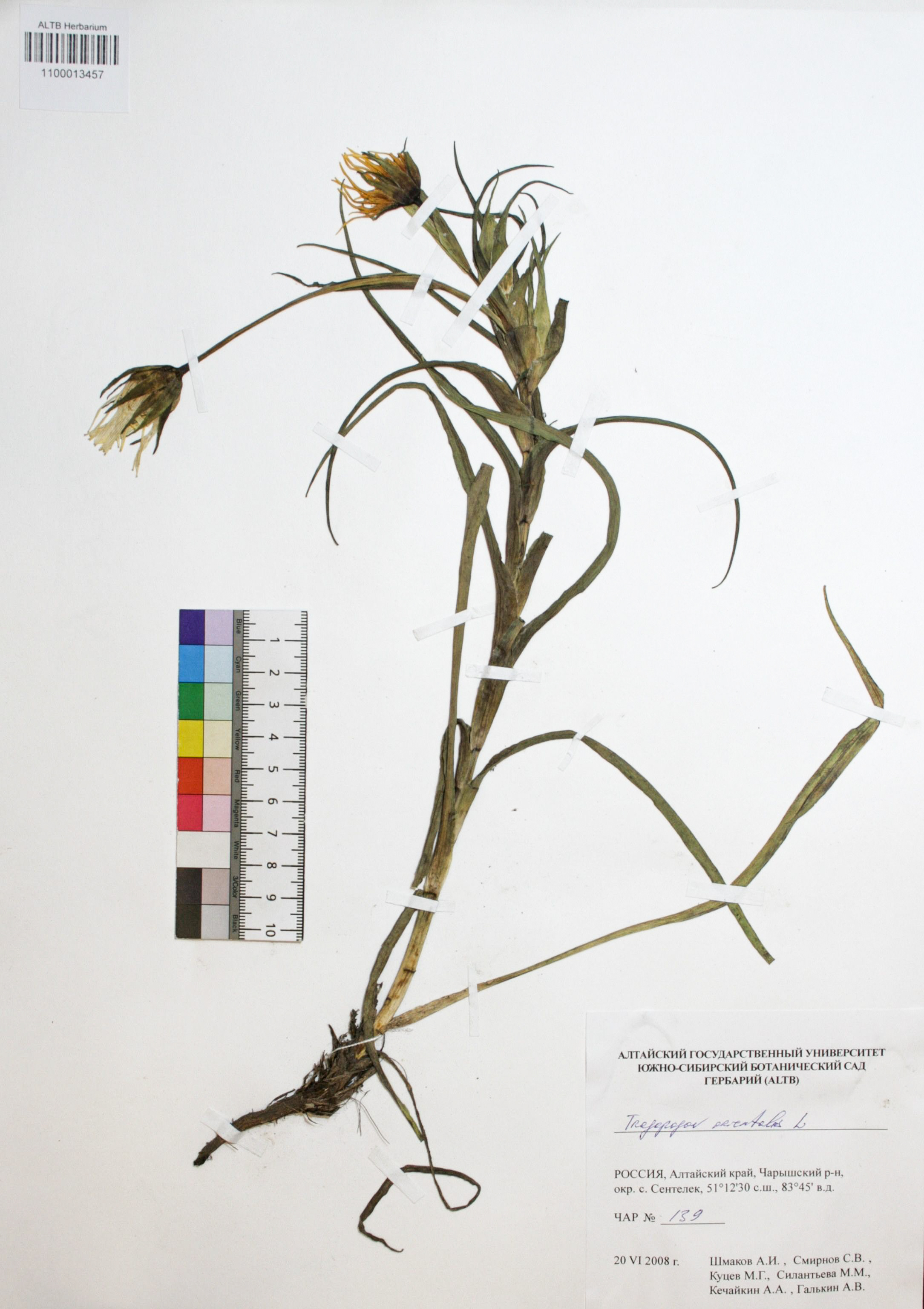 Tragopogon orientalis L.