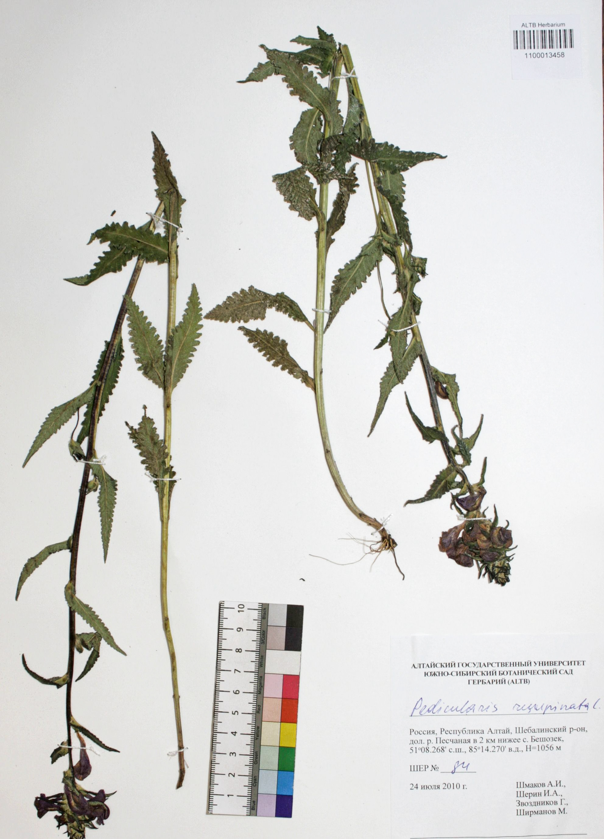 Pedicularis resupinata L.