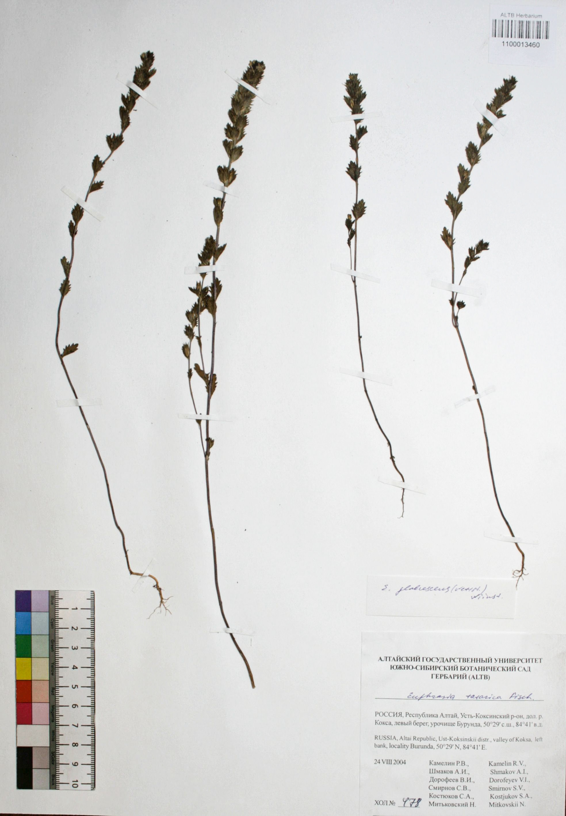 Euphrasia glabrescens (Wettst.) Wiinst.